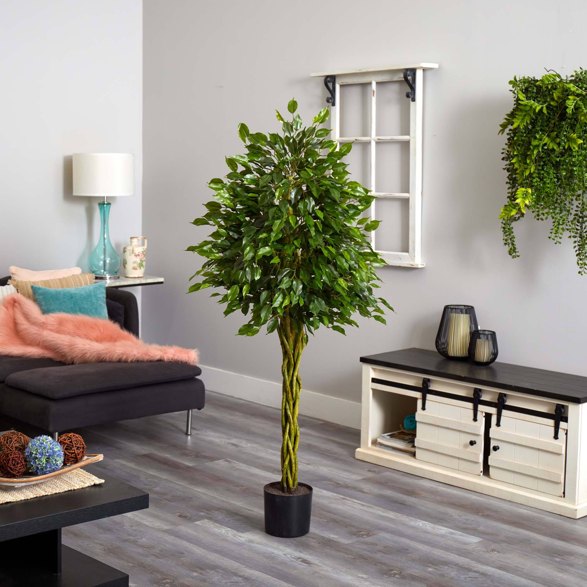 5ft. Potted Woven Trunk Ficus Tree