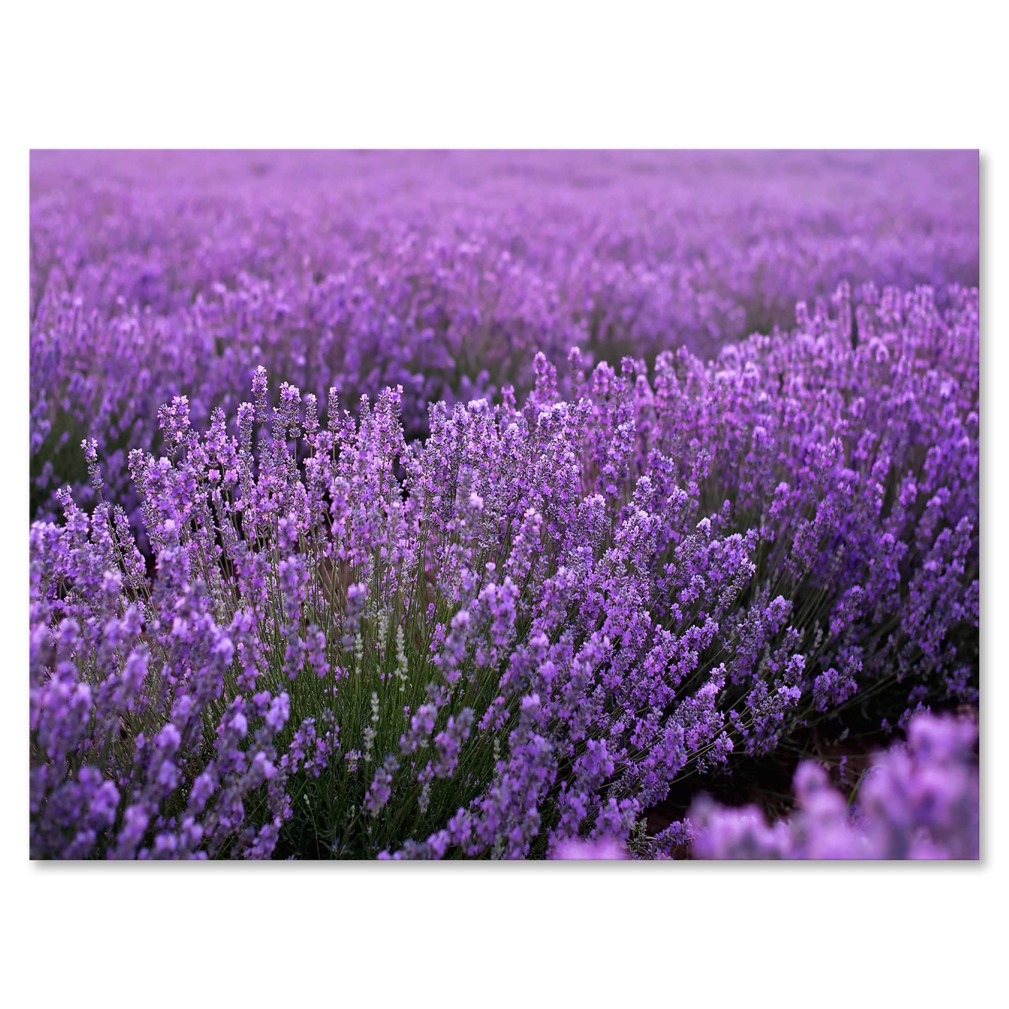 Designart - Blooming Purple Lavender Field - Farmhouse Canvas Wall Art Print