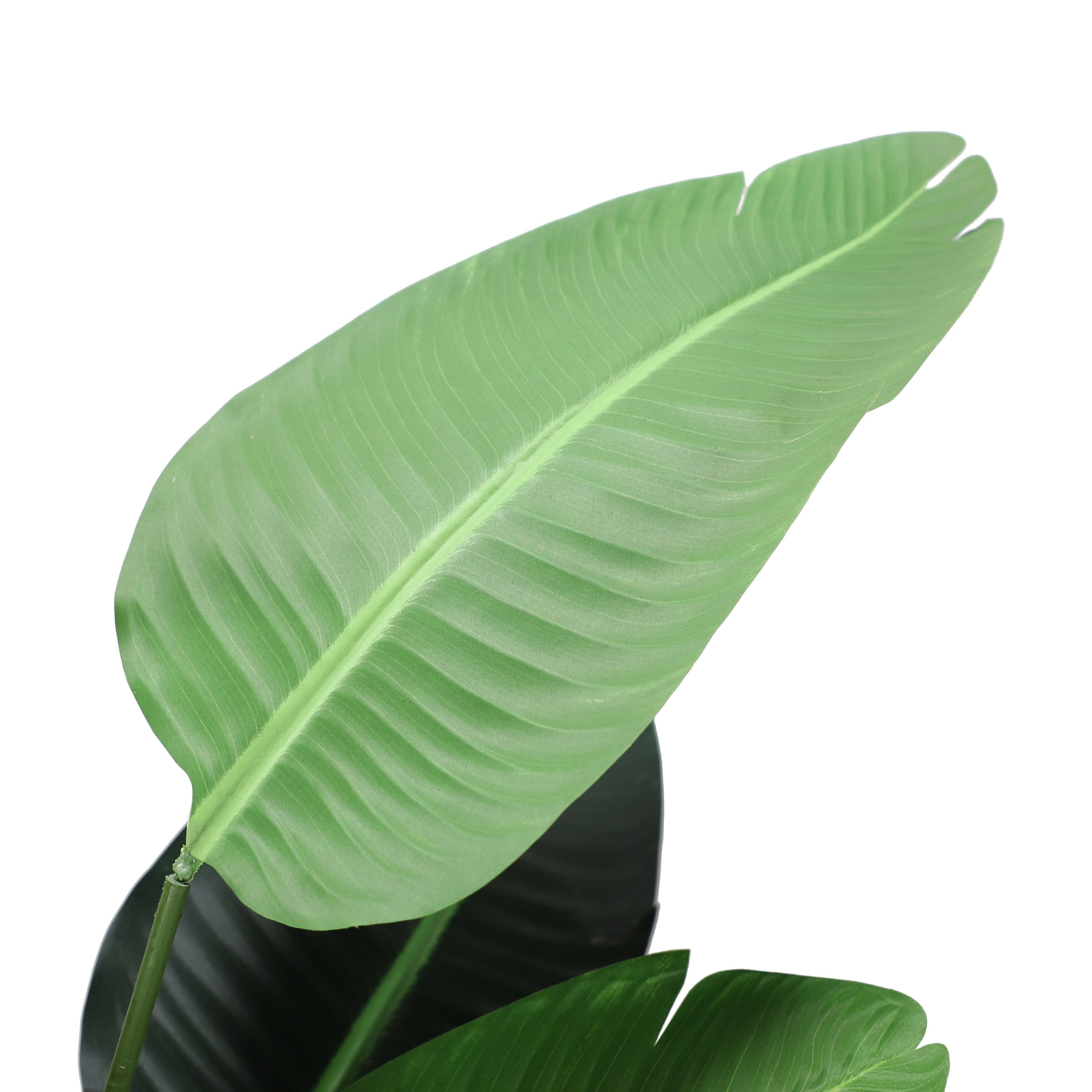 6 Pack: 5.5ft. Potted Travelers Palm Tree