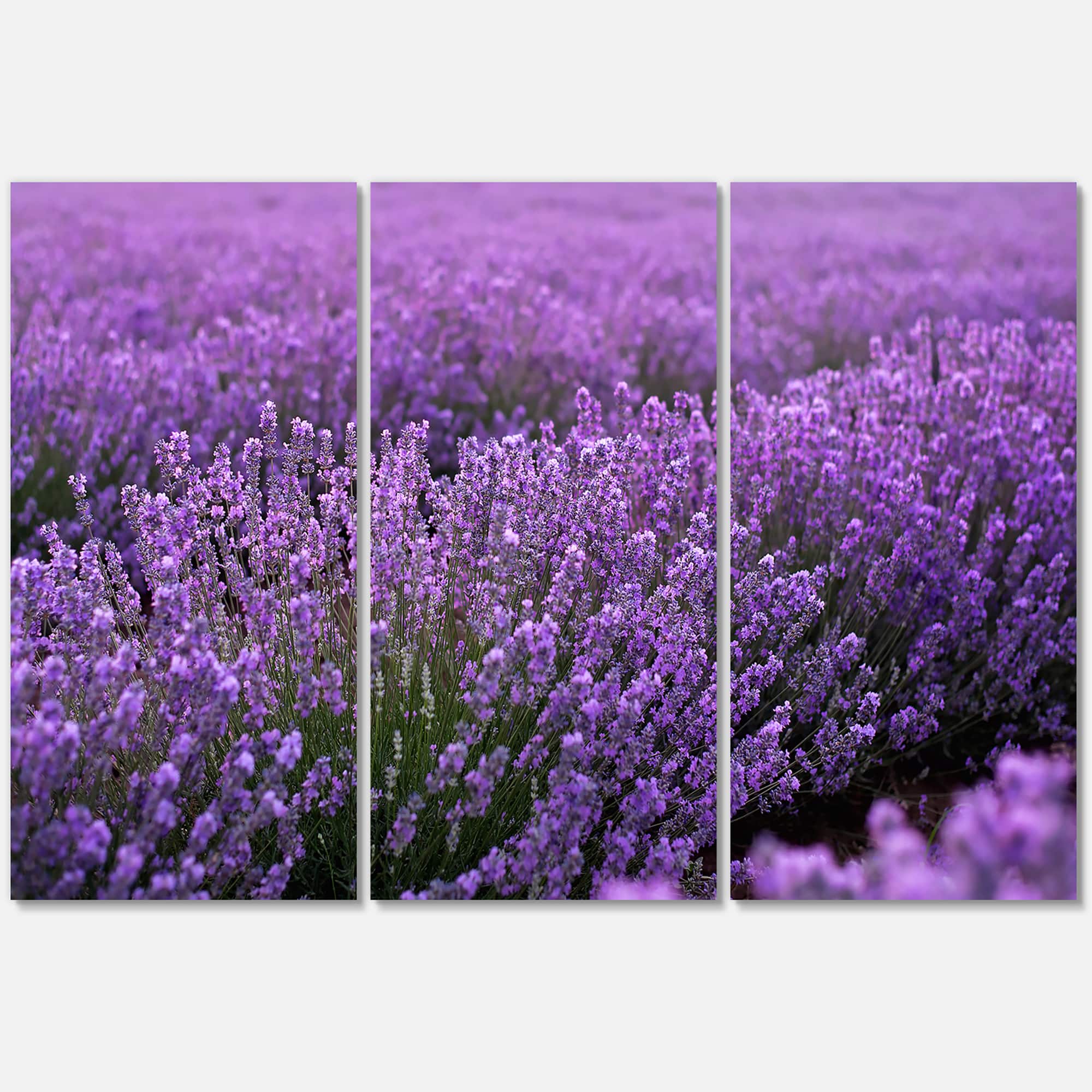 Designart - Blooming Purple Lavender Field