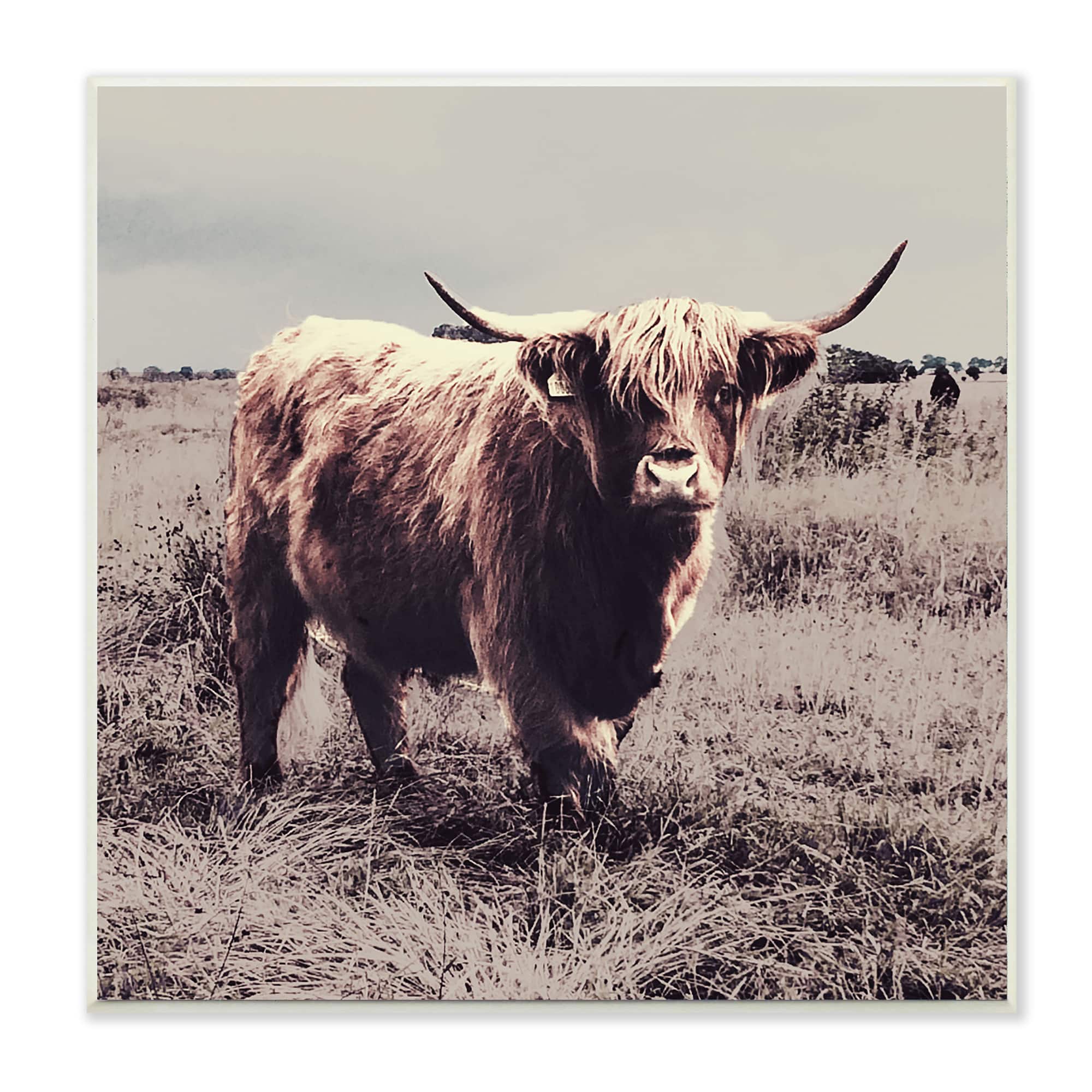 Stupell Industries Farm Cattle Rustic Vintage Styling Muted Tones,12" x 12"