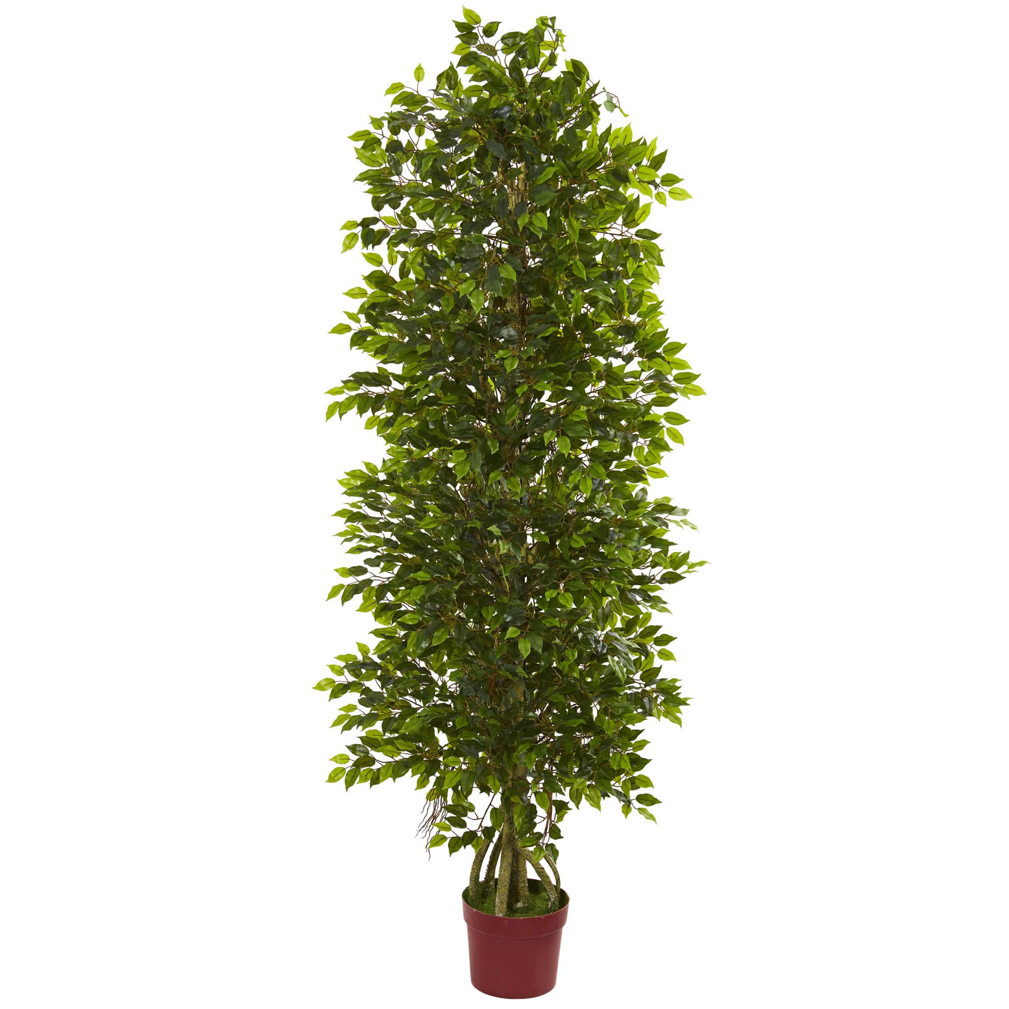 6ft. Potted Tiered Ficus Tree