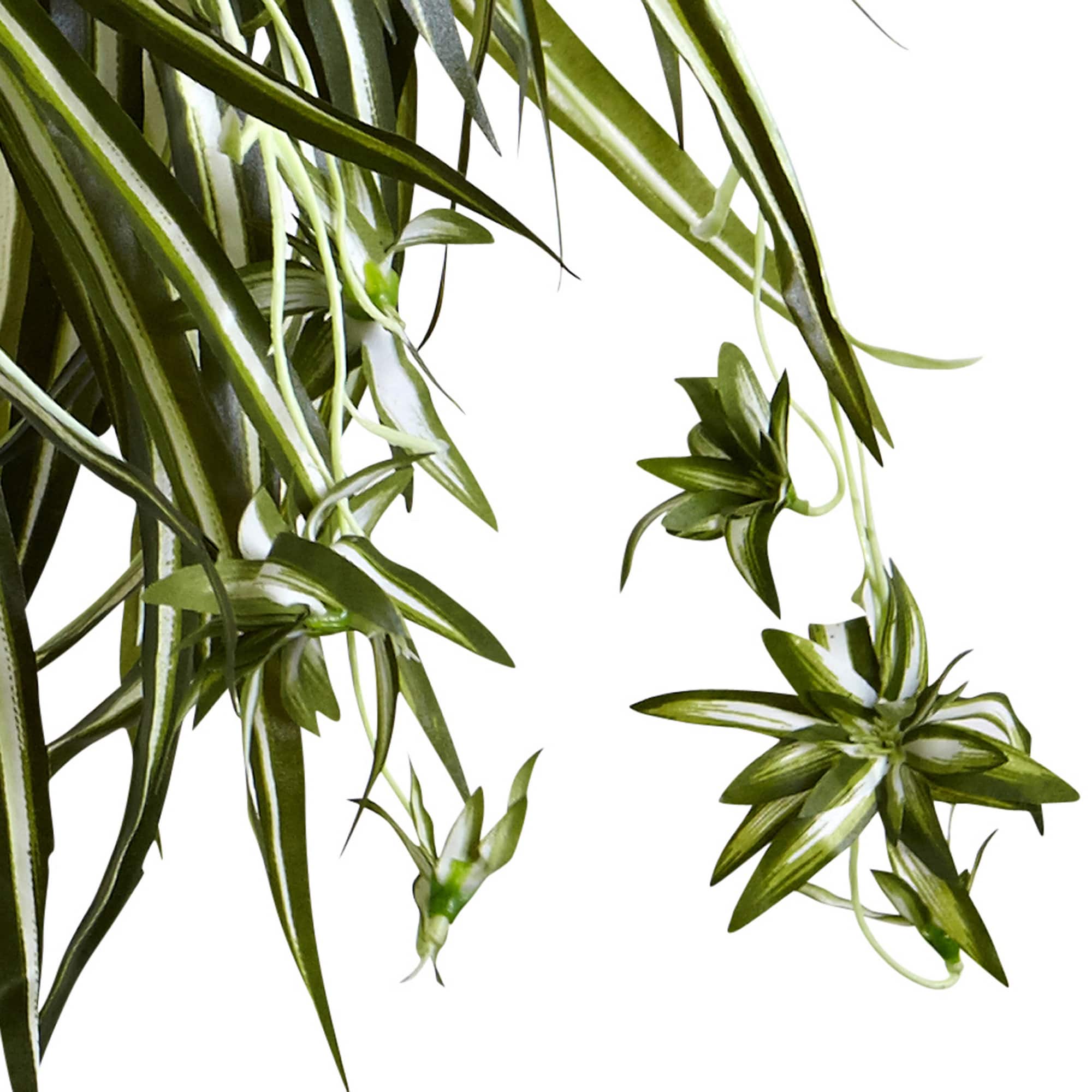 20" Spider Plant Hanging Basket