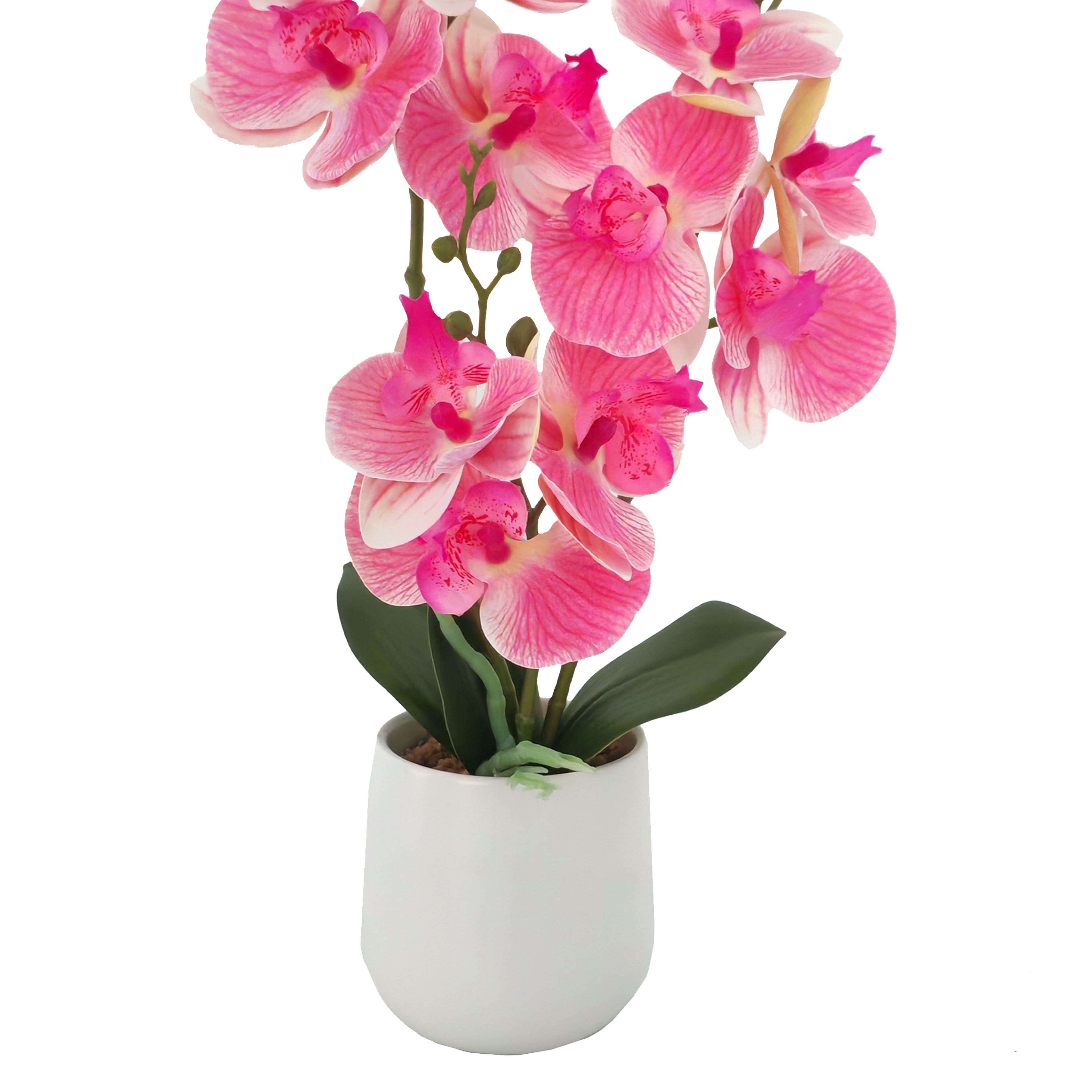 16" Dark Pink & White Orchid in Ceramic Pot by Ashland®