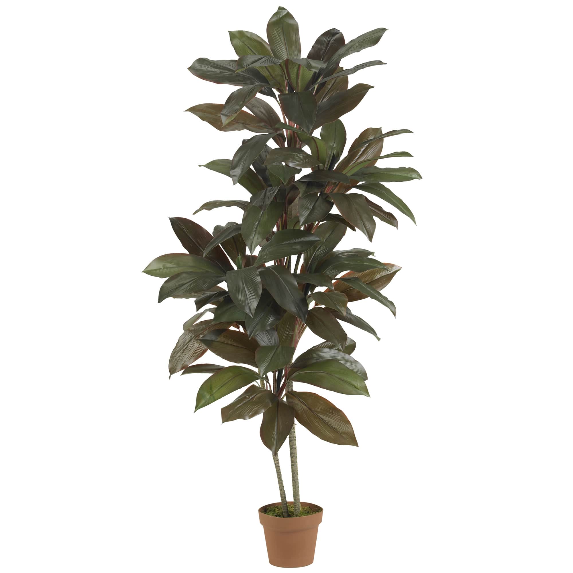 5ft. Potted Cordyline Plant