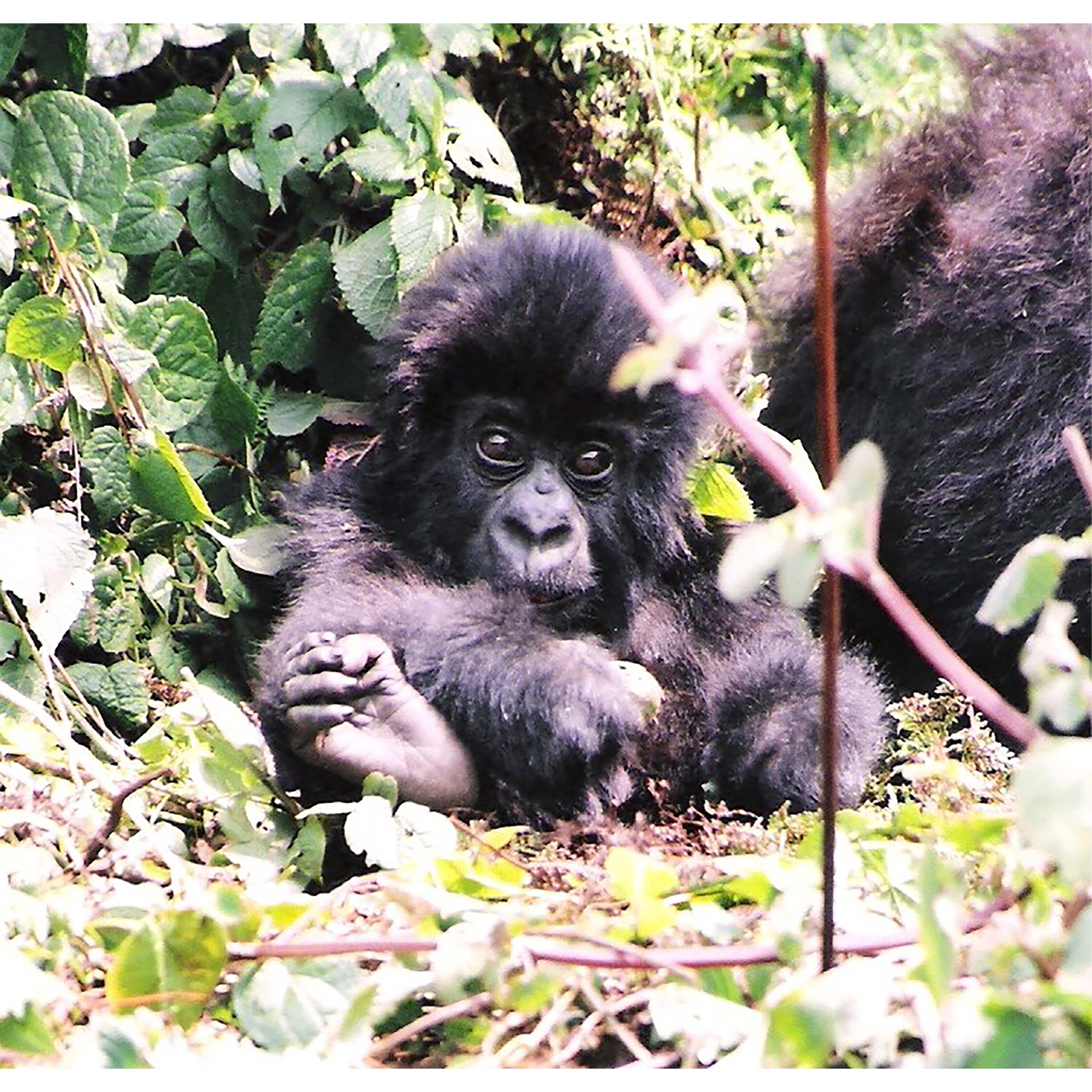 Sparkly Selections Baby Gorilla in Volcanoes 40cm x 50cm Diamond Painting Kit, Round Diamonds