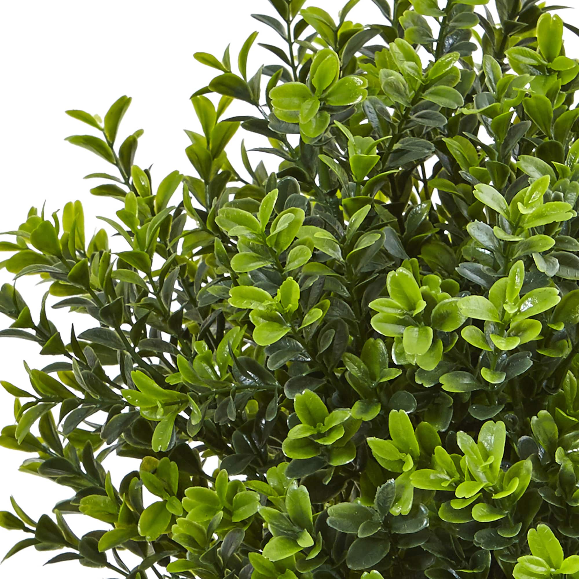 17" Boxwood in White Vase