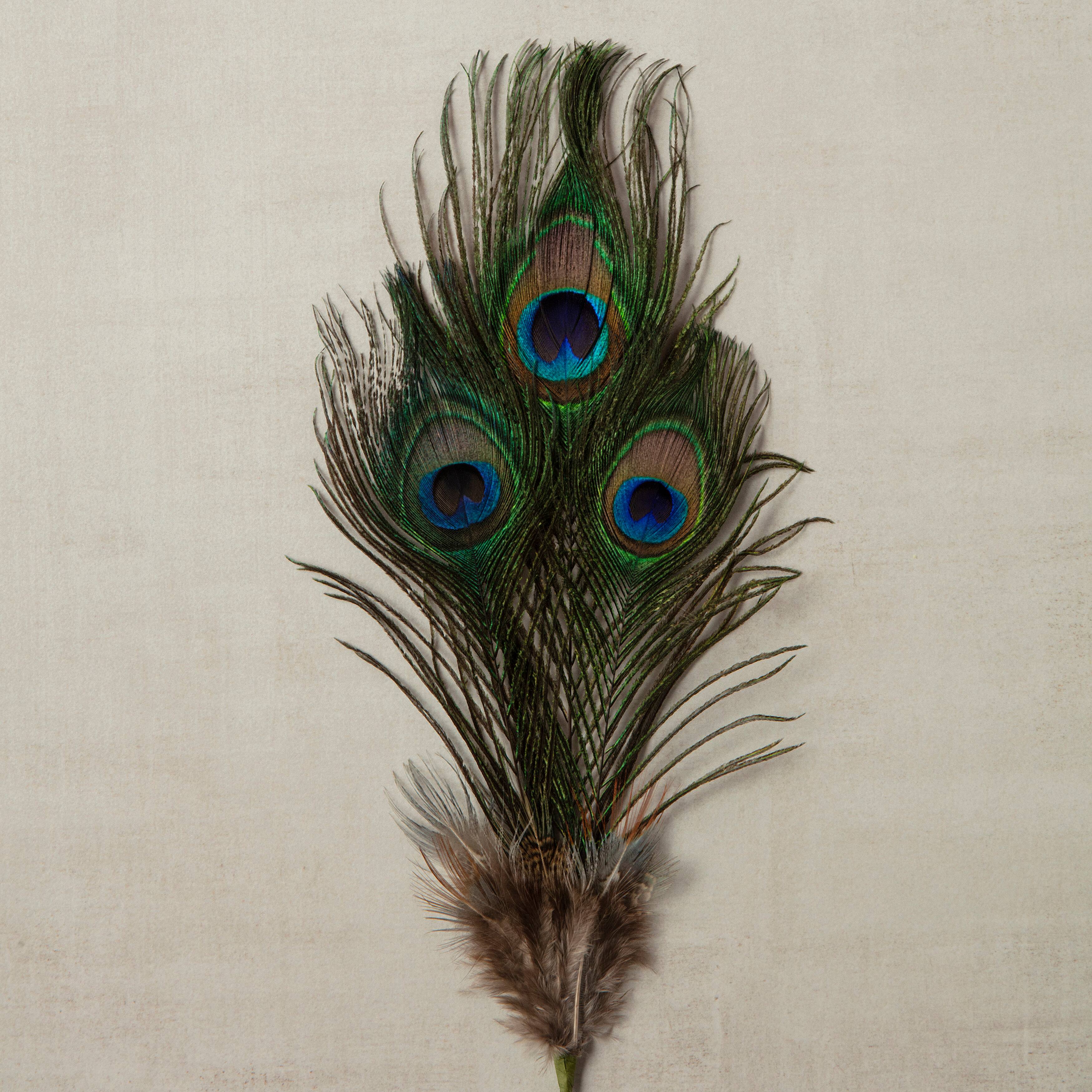 12 Pack: Peacock Feather Picks by Ashland®