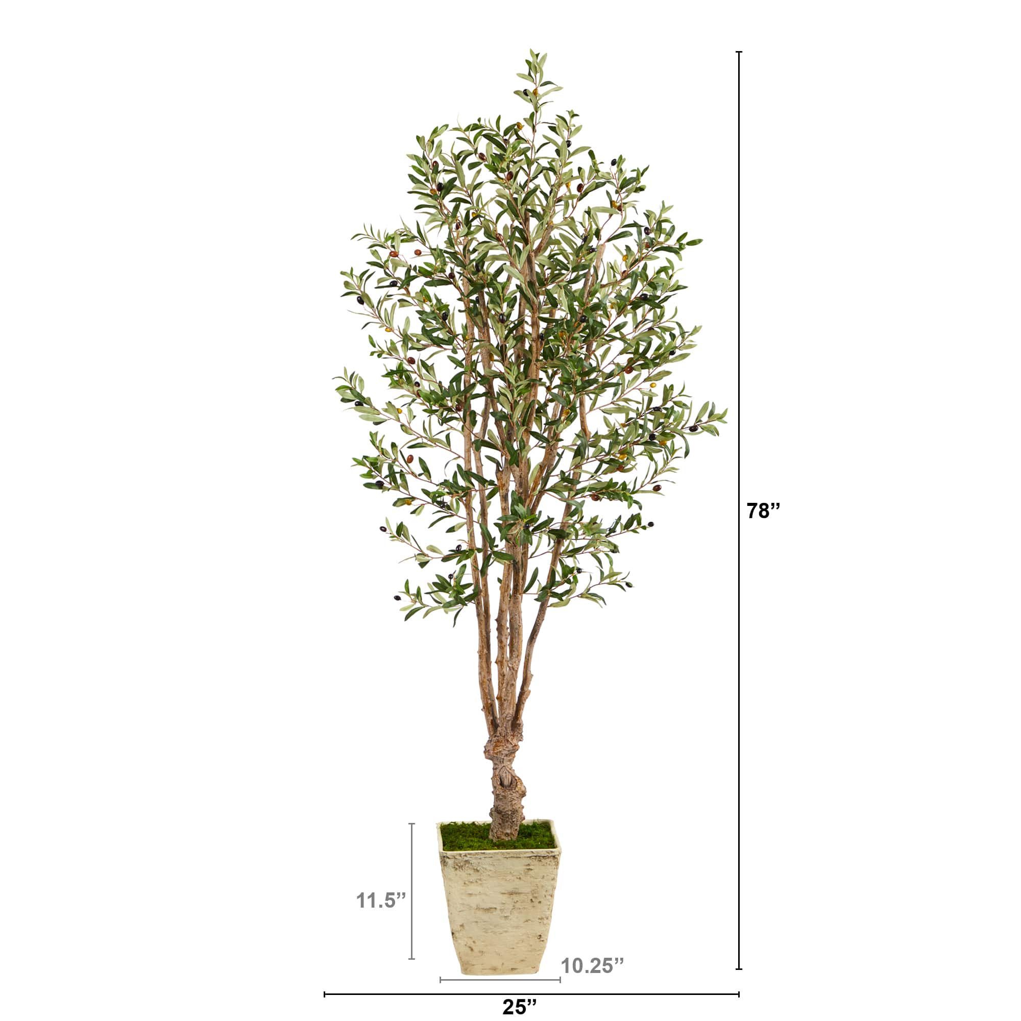 6.5ft. Olive Tree in Country White Planter