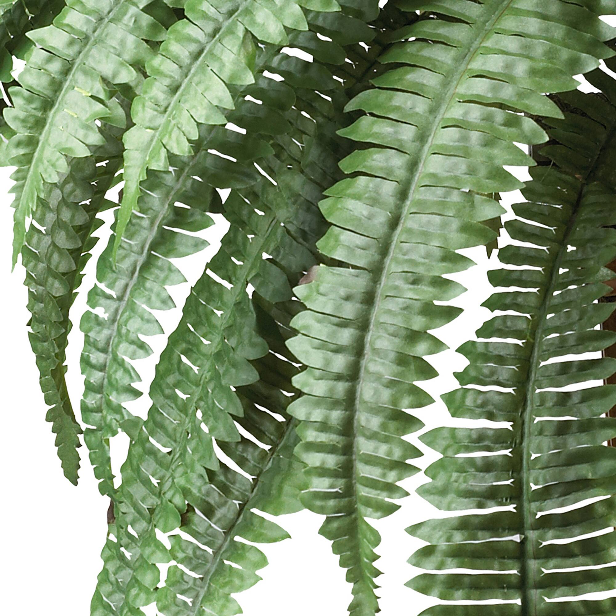 2.5ft. Boston Fern in Wood Vase