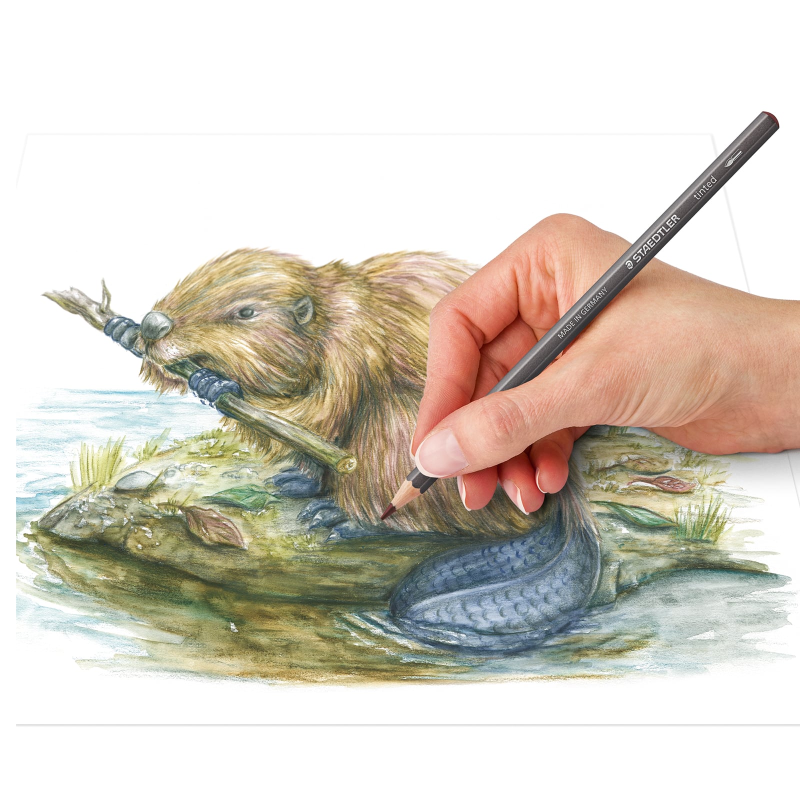 Crayons aquarellables teintés de Staedtler