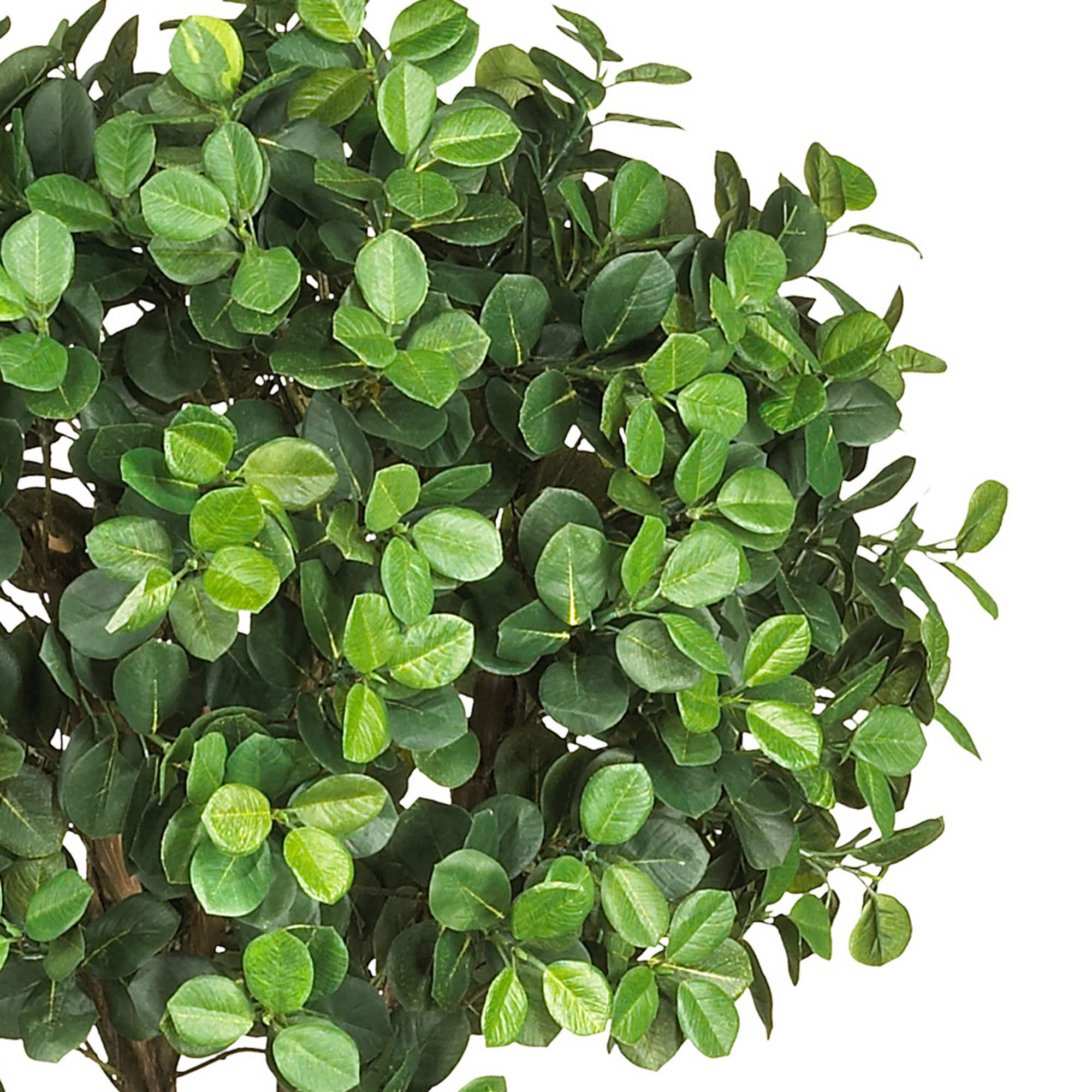 5.5ft. Potted Eucalyptus Double Ball Topiary