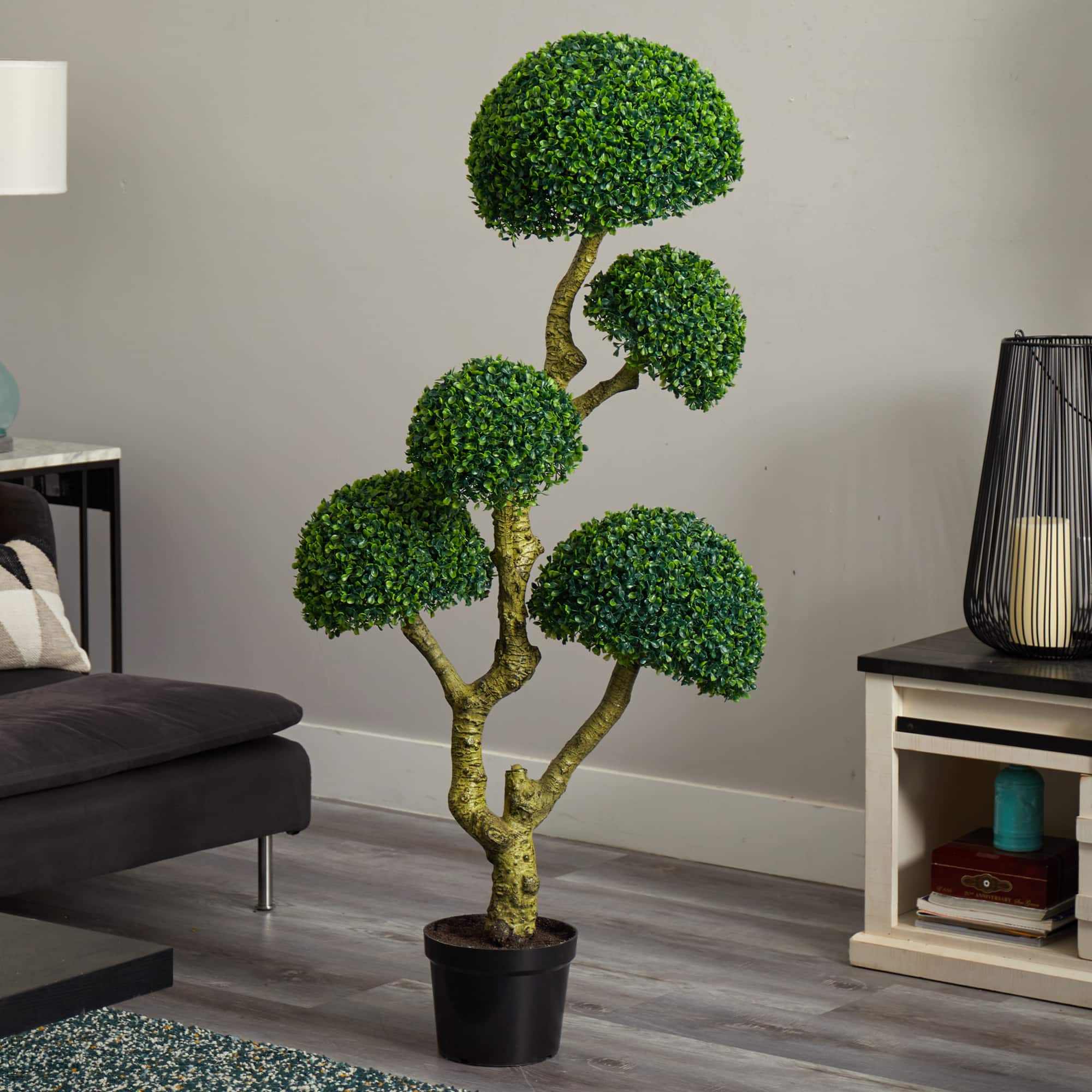 5ft. Potted Boxwood Tree