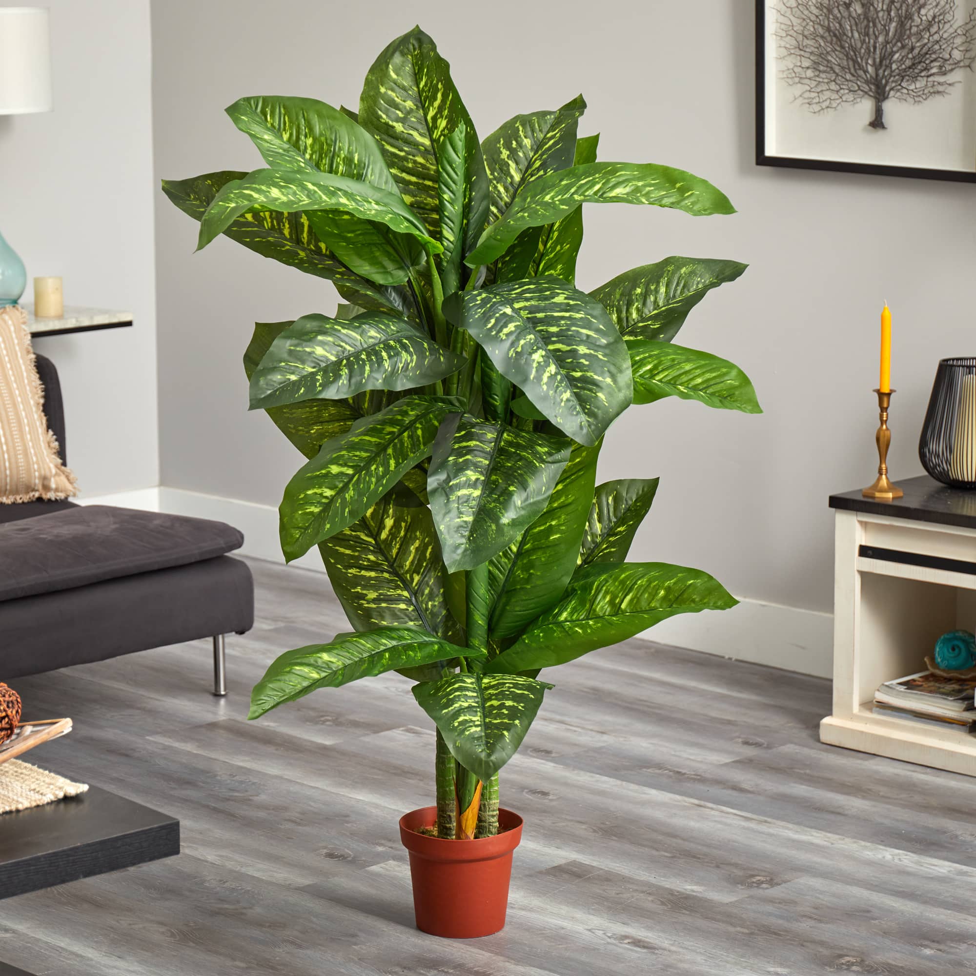 5ft. Potted Dumb Cane Plant