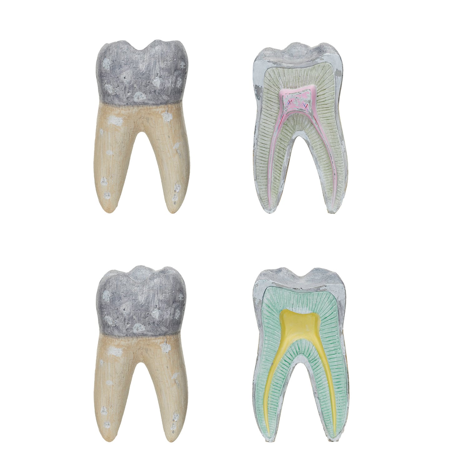 Hello Honey® 7.75" Vintage Reproduction Cement Dental Anatomy Diagram Set
