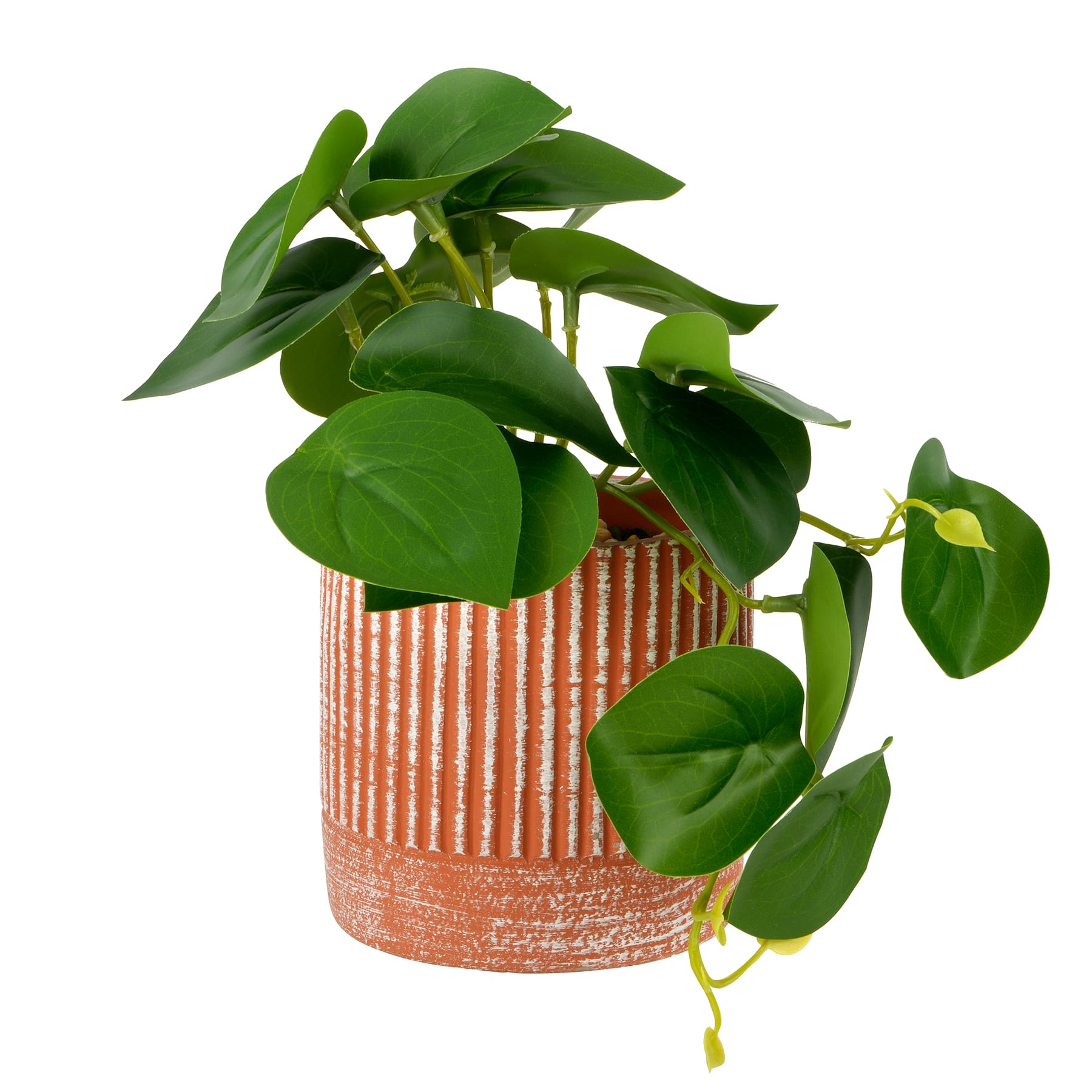 9" Potted Peperomia by Ashland®