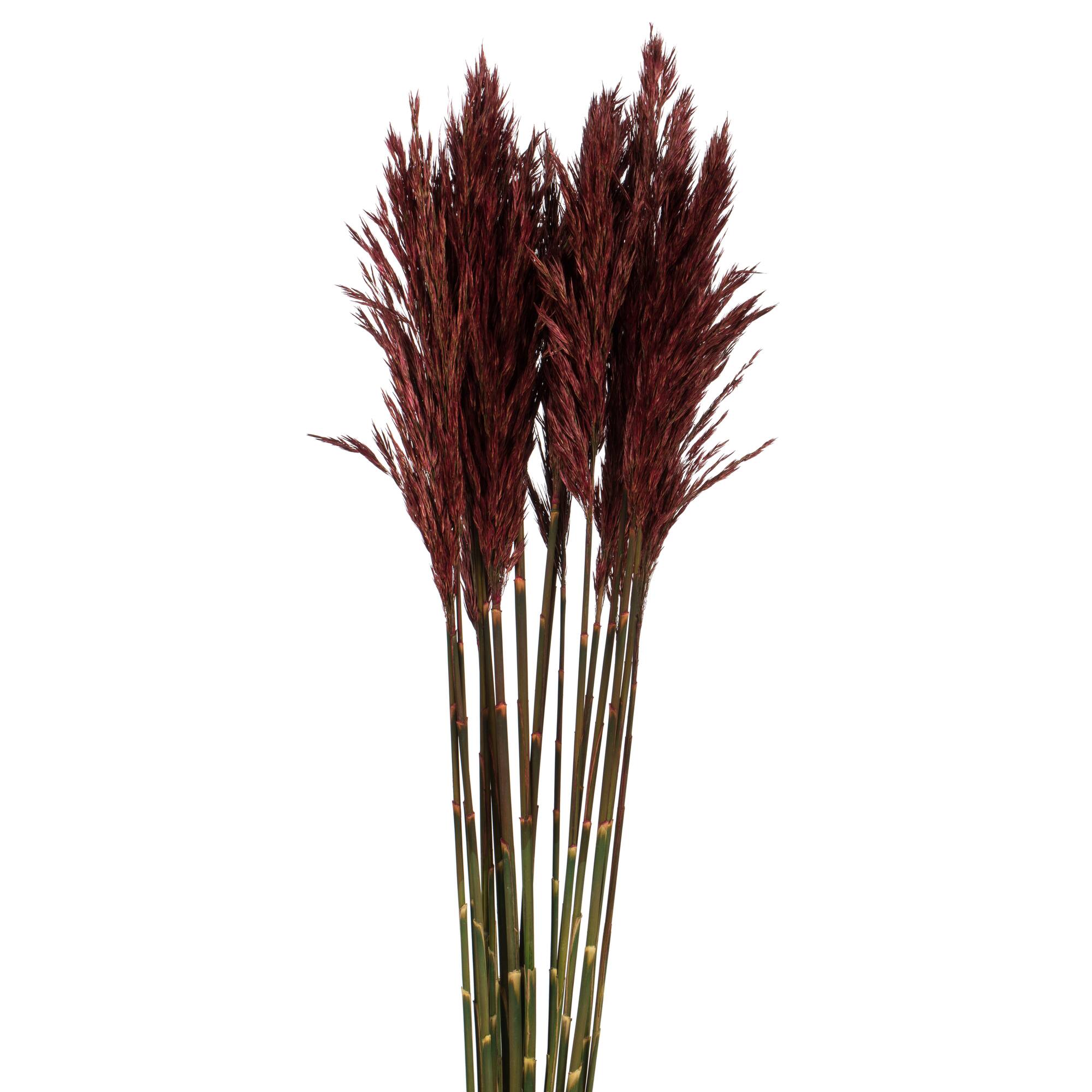 Plume Reed Preserved Bundle