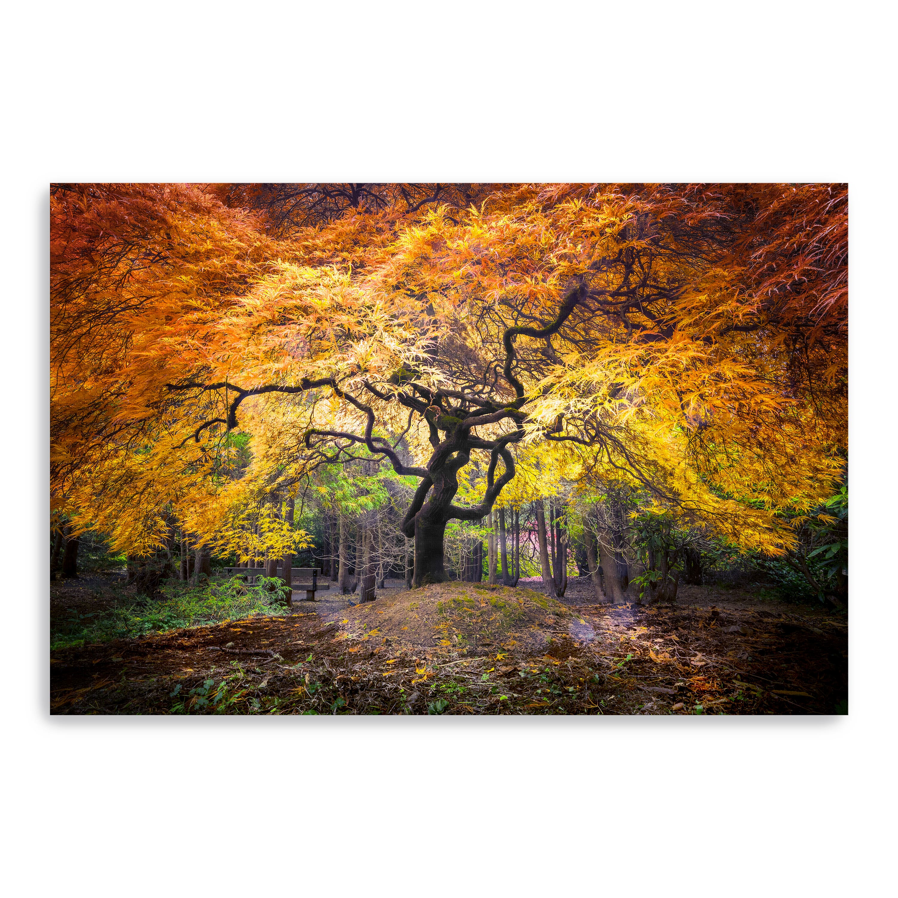 Hidden Jewel Canvas Giclee
