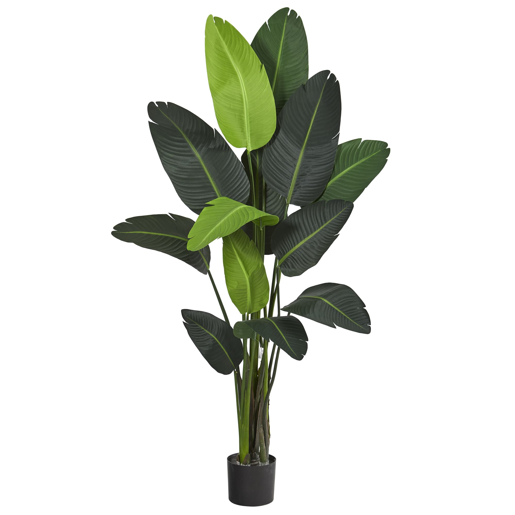6ft. Potted Travelers Palm Tree