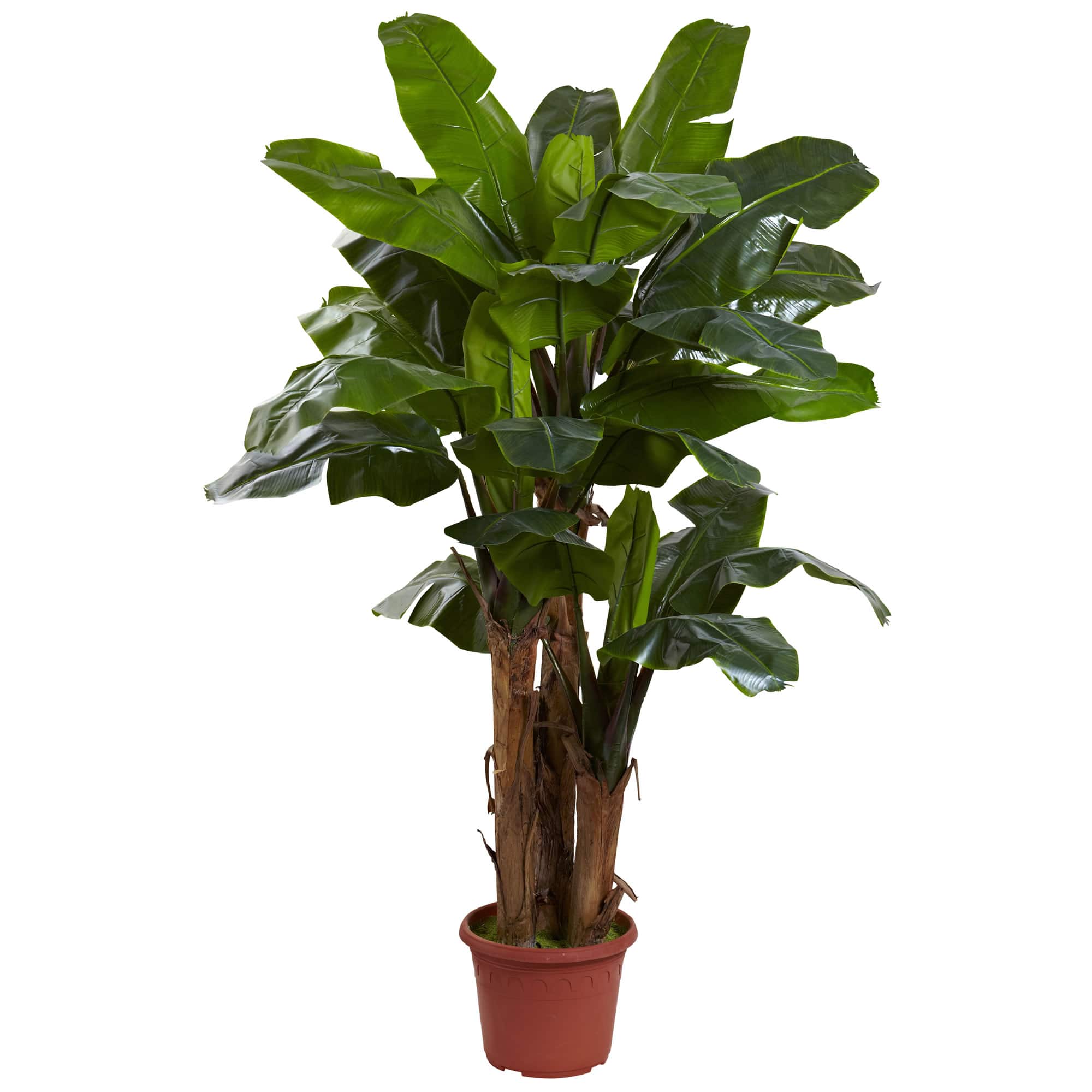 7ft. Potted Giant Triple Stalk Banana Tree