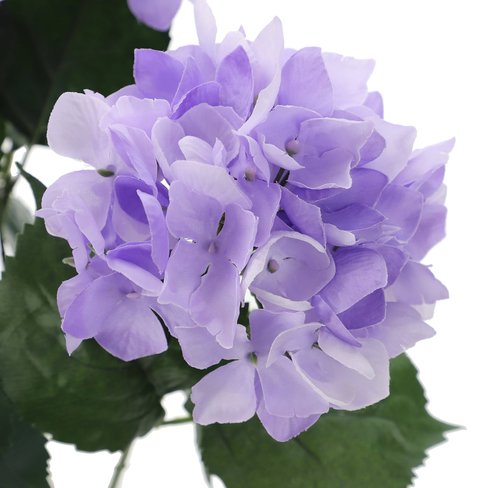 12 Pack: Purple Hydrangea Bush by Ashland®