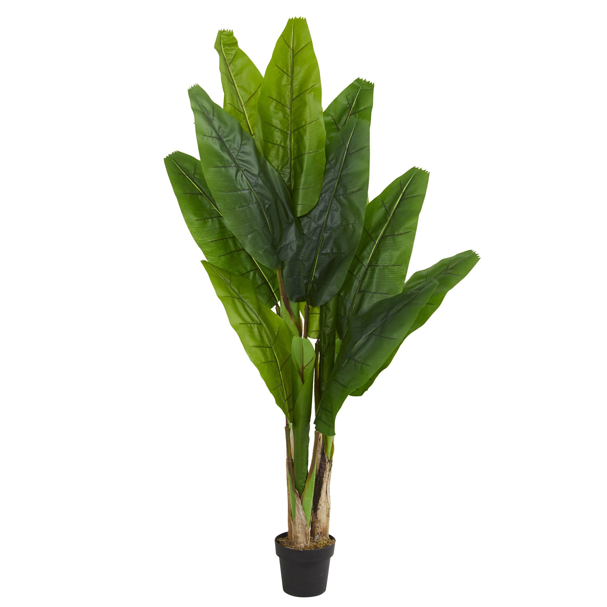 6ft. Potted Triple Stalk Banana Tree