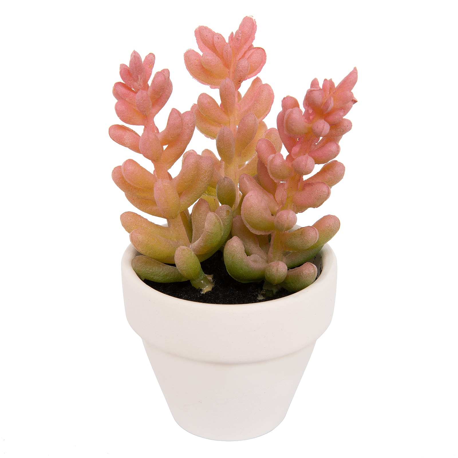 Potted Micro Succulent by Ashland