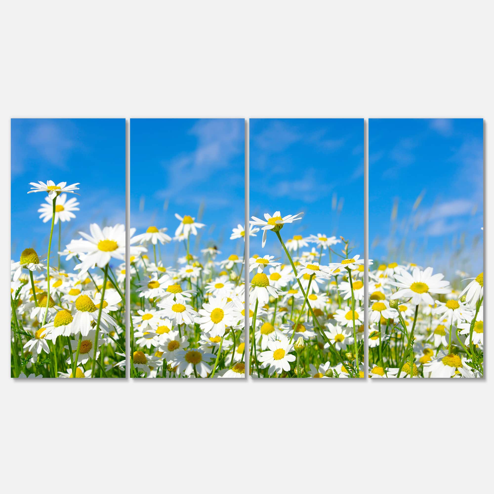 Designart - White Daisies under Bright Blue Sky