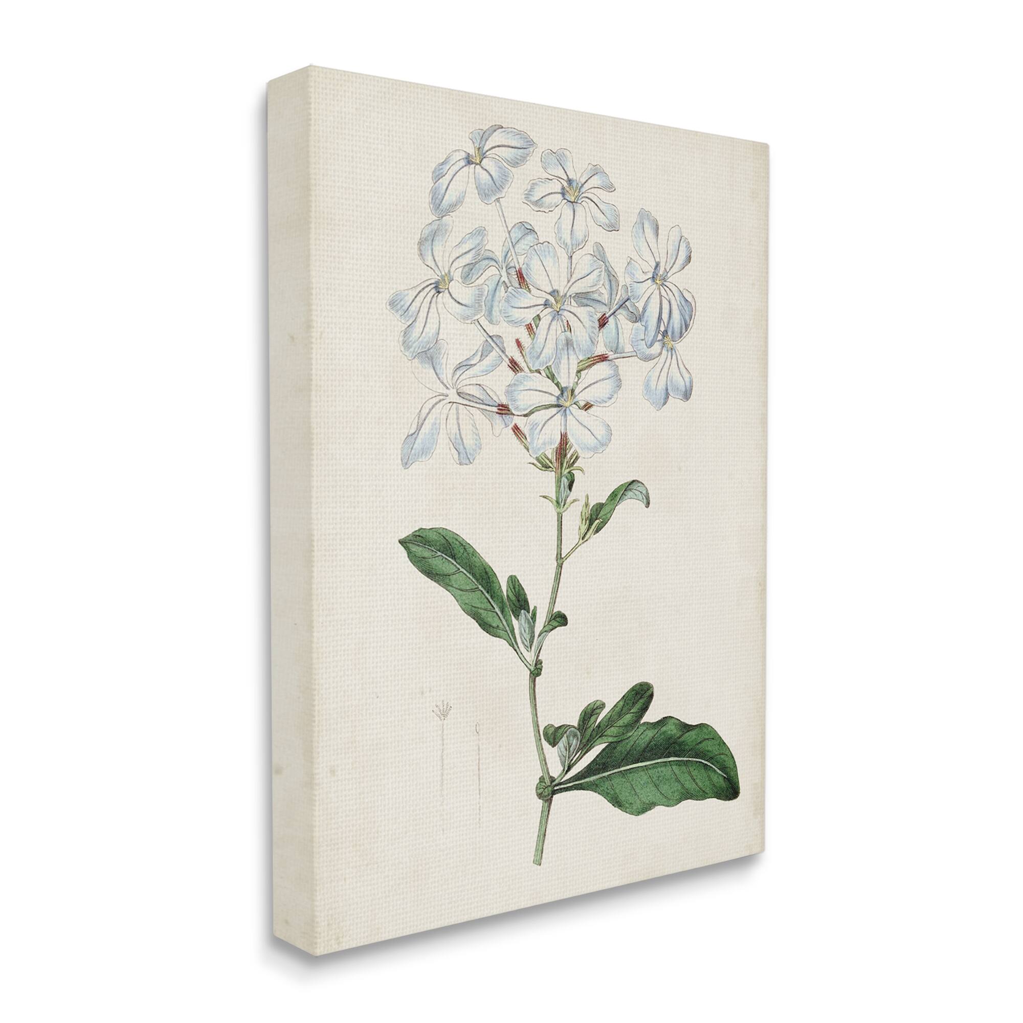 Stupell Industries Rustic Garden Floral Study Charming White Blossoms Canvas Wall Art