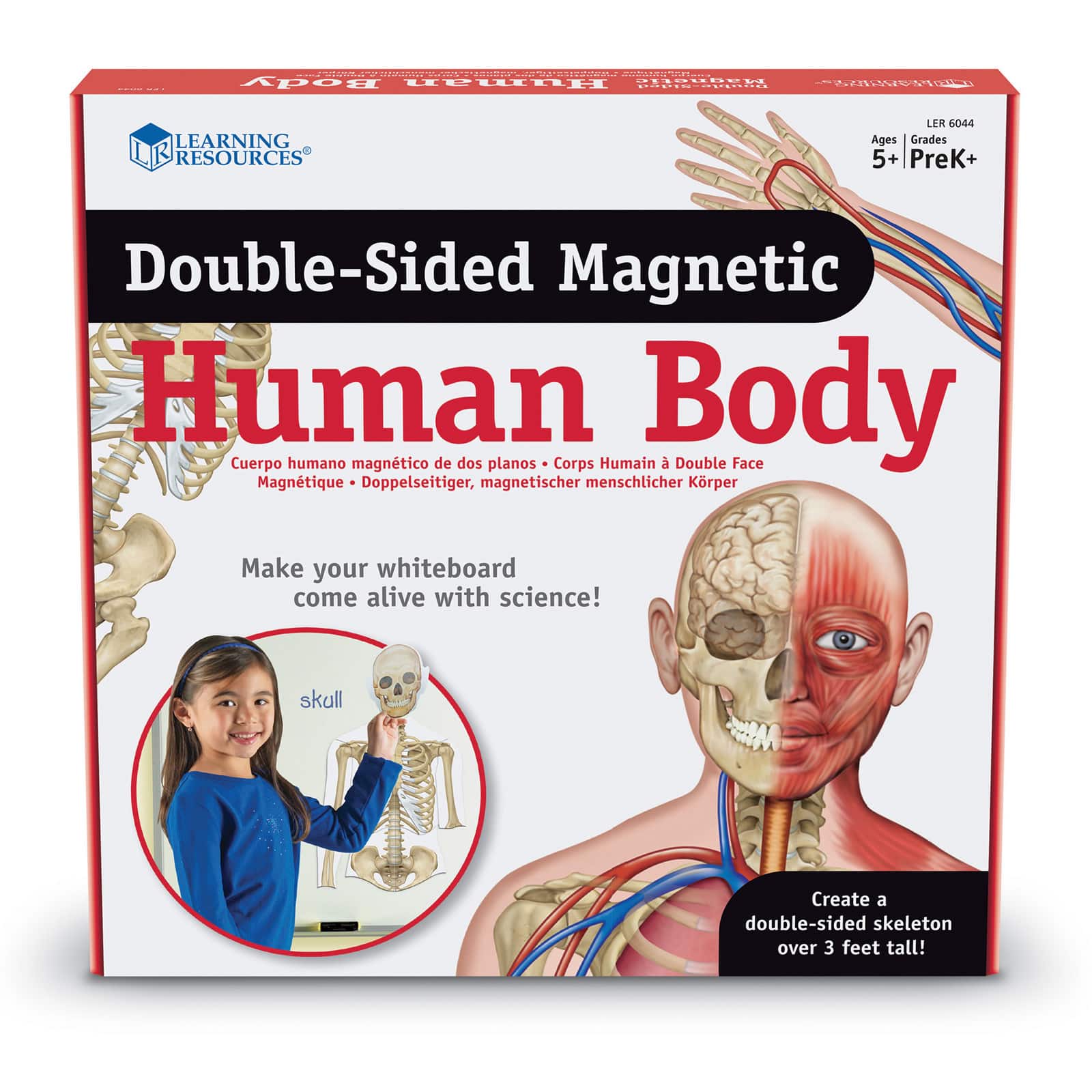 Learning Resources® Double-sided Magnetic Human Body