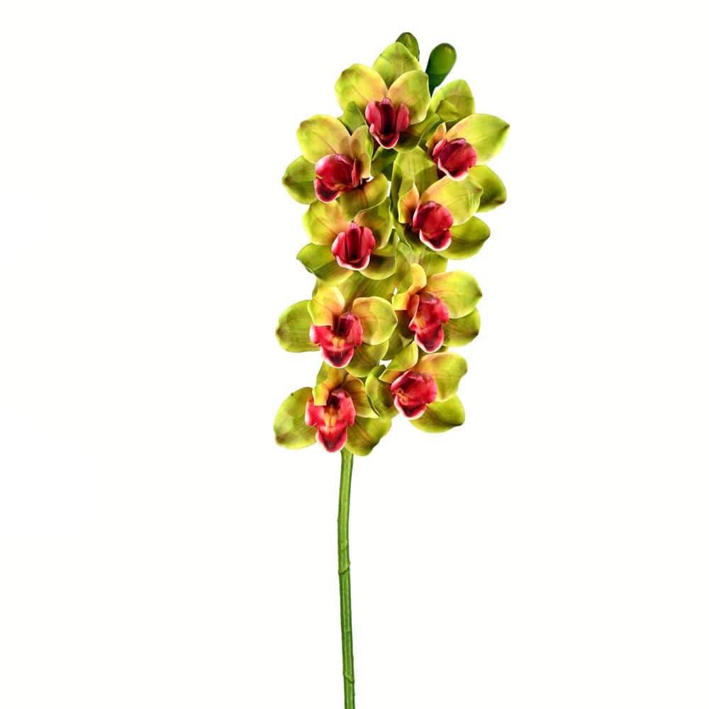 Green Boat Orchid Stem