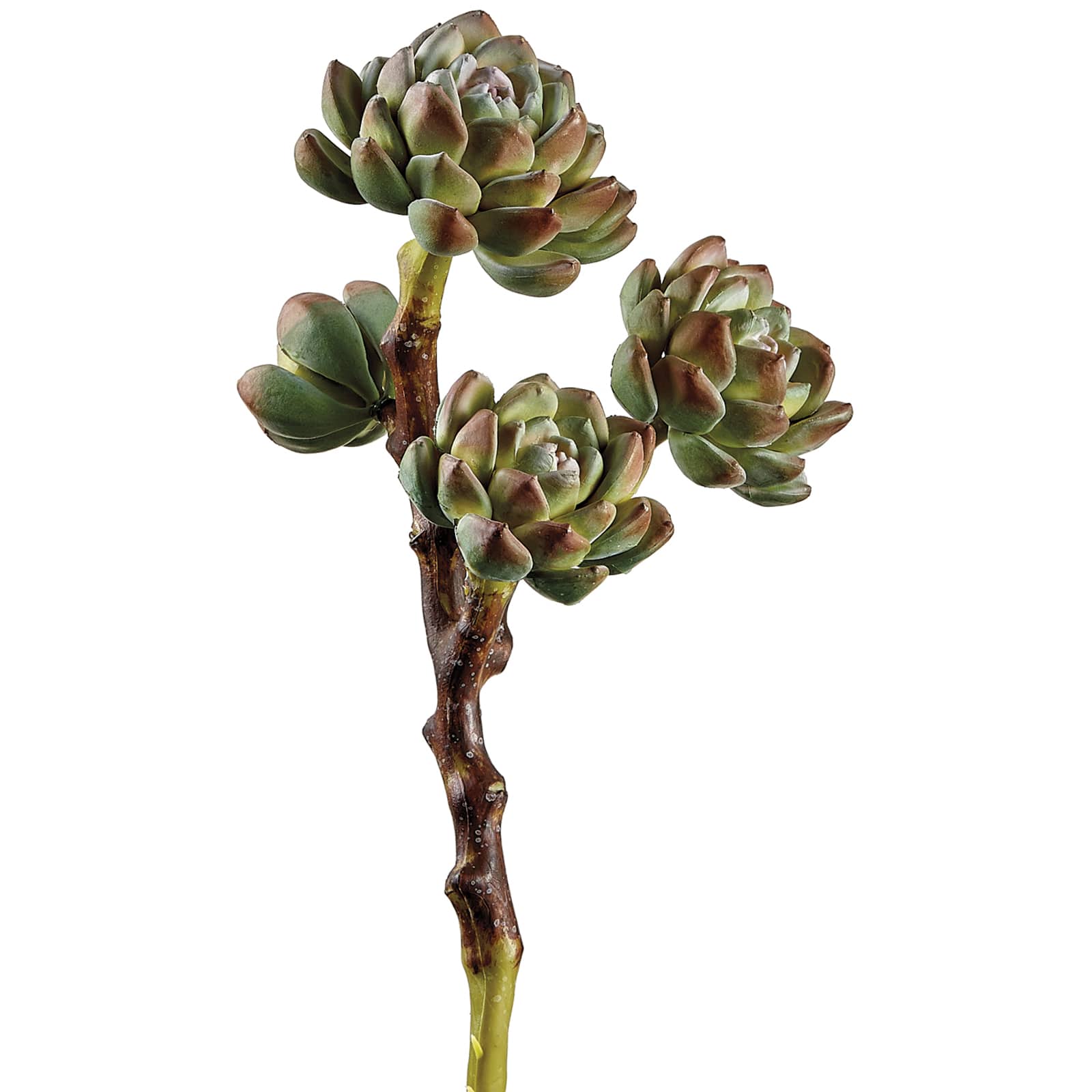 Dark Green & Red Hen & Chicks Pick
