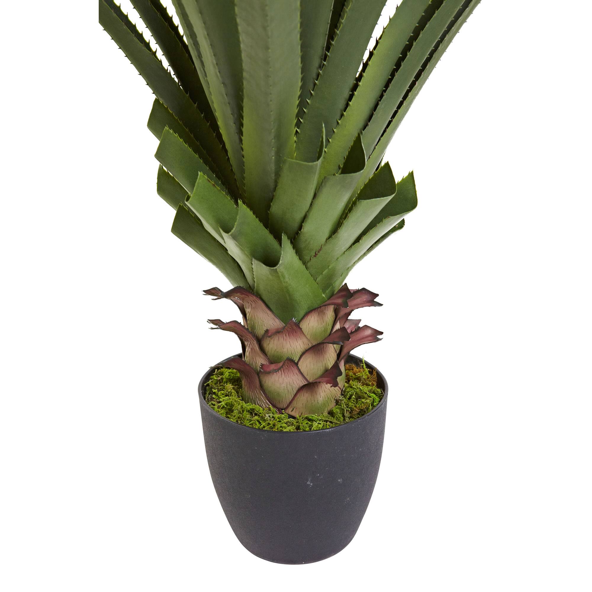 4ft. Potted Spiked Agave Plant