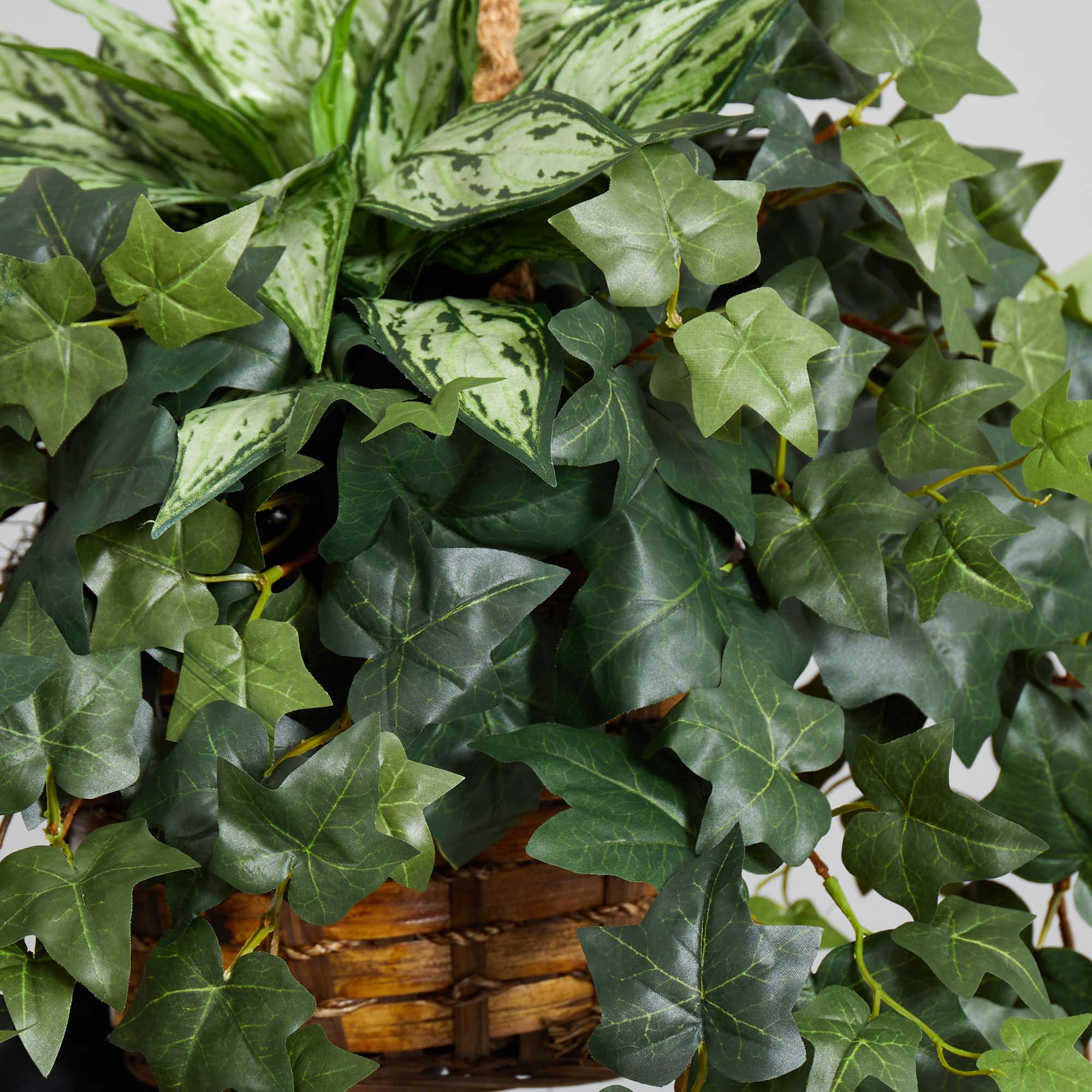 2.5ft. Silver Queen and Ivy Plant in Hanging Basket