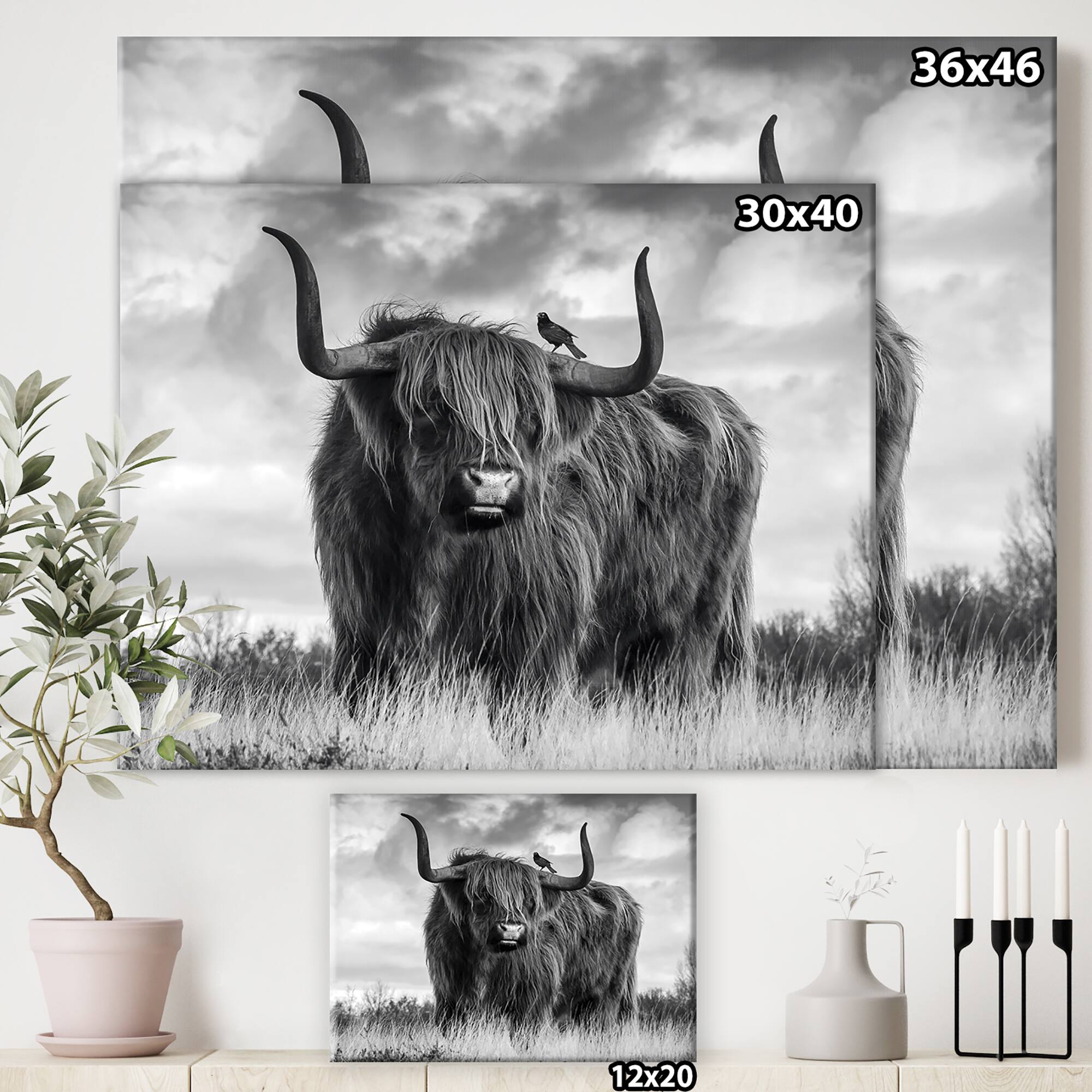 Designart - Longhaired Scottish Bull - Cottage Canvas Art Print