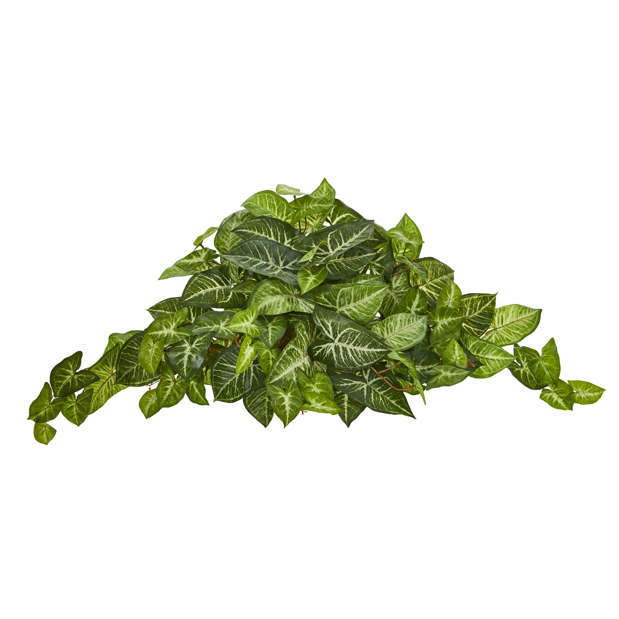 13" Arrowhead Ledge Plant