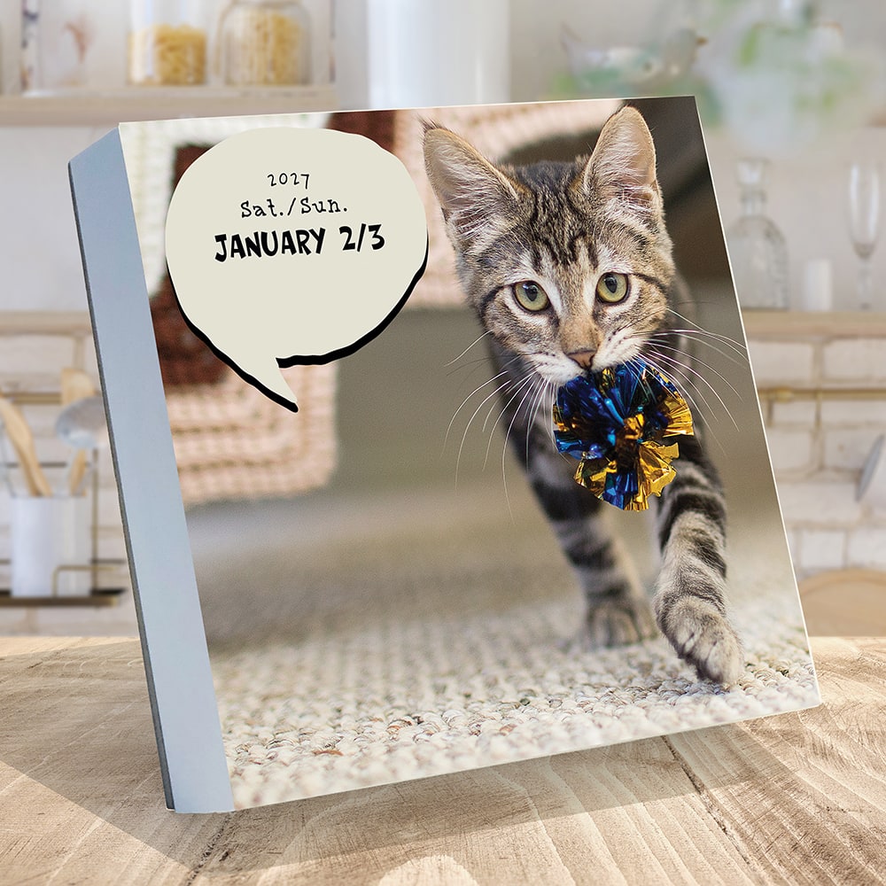 2027 Cat A Day Daily Desktop Calendar