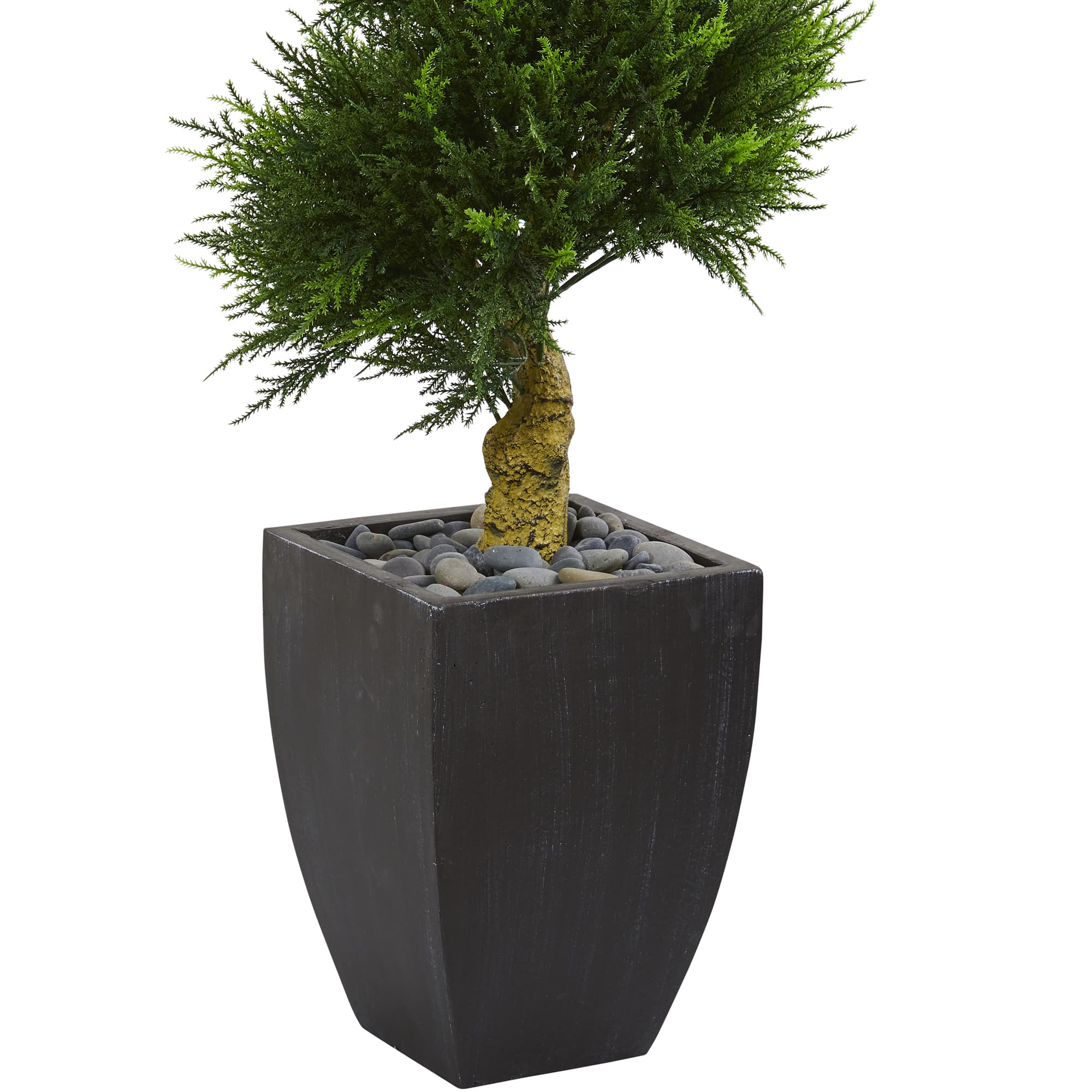 5.5ft. Cypress Spiral Tree in Black Wash Planter