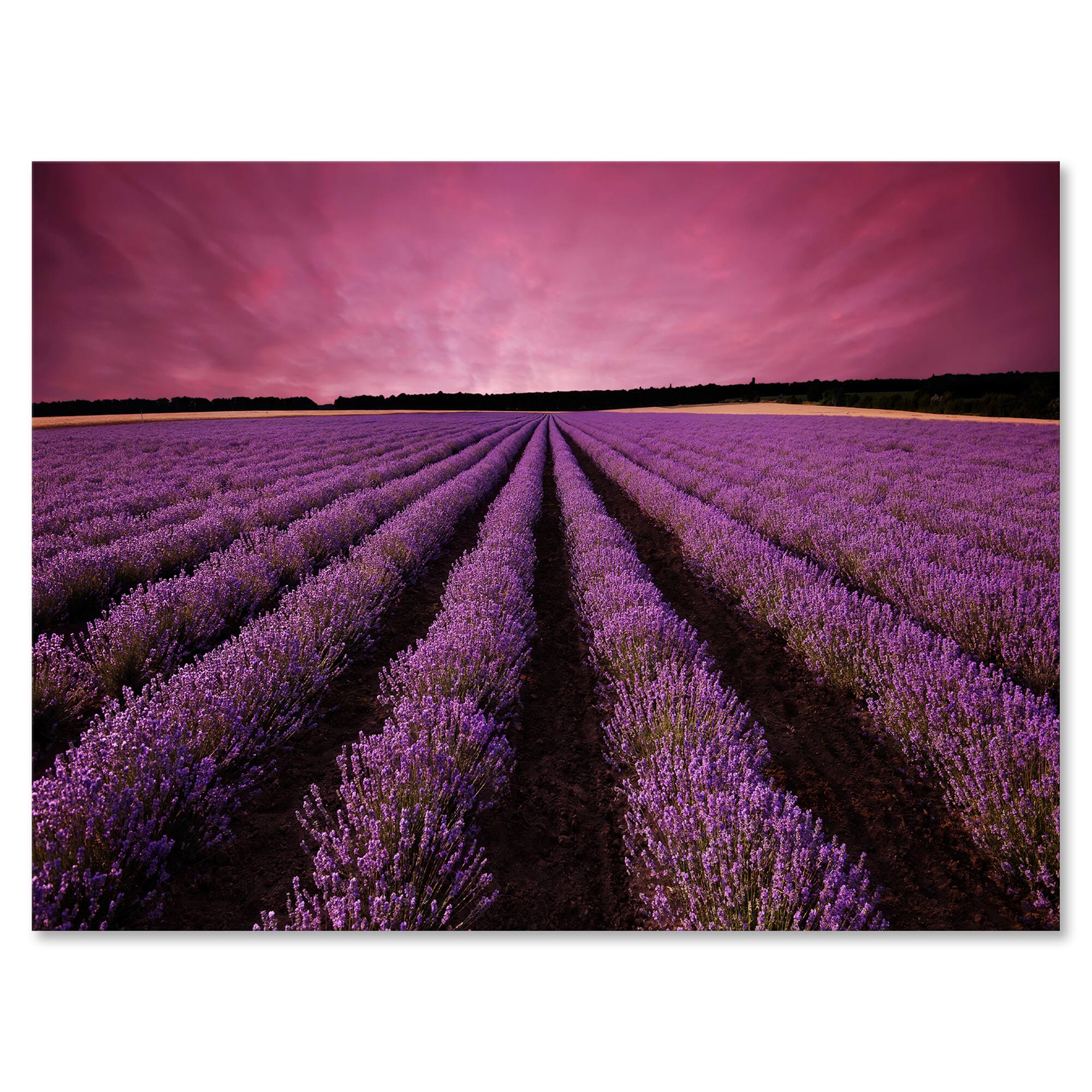 Designart - Sunrise & Dramatic Clouds Over Lavender Field XI - Farmhouse Canvas Wall Art Print