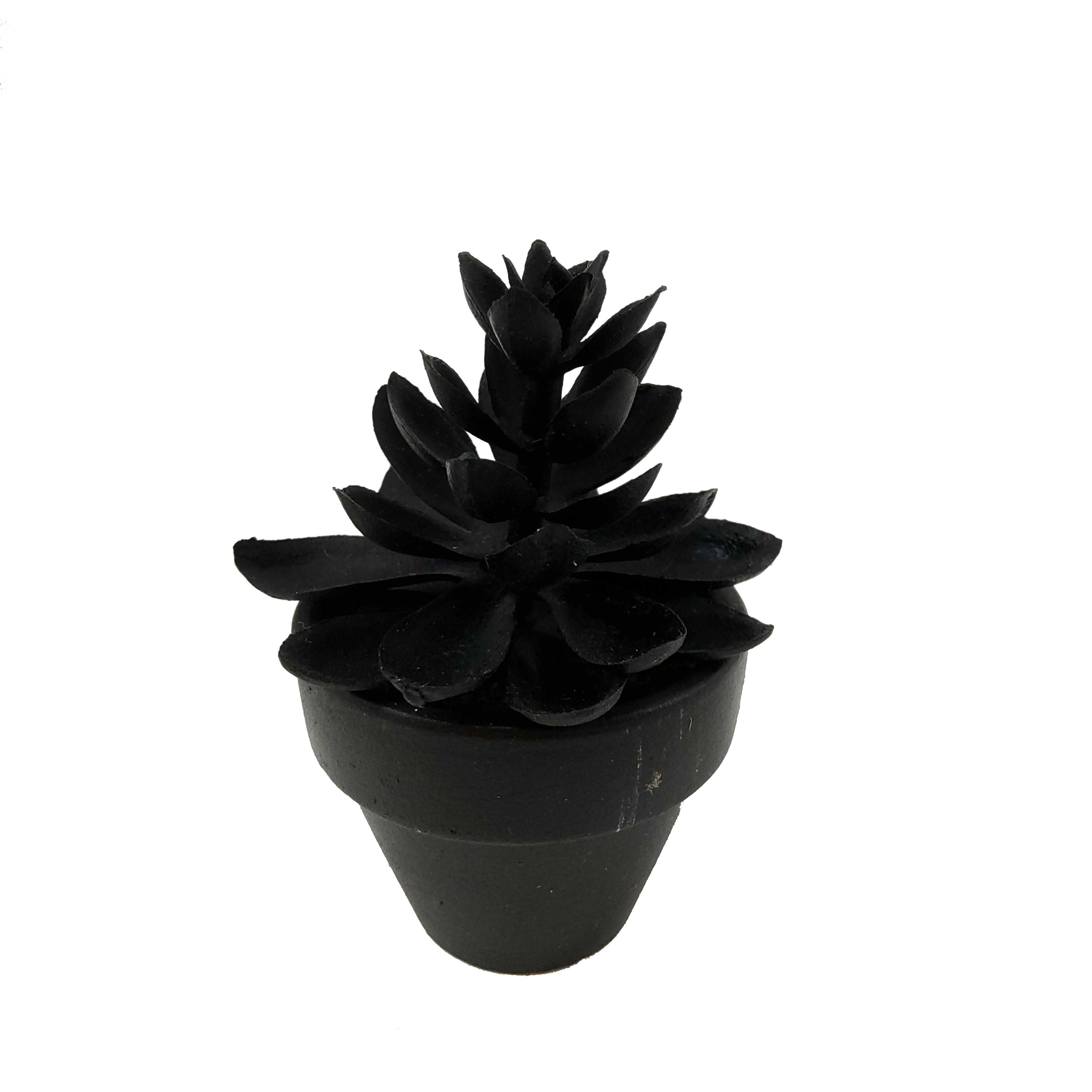 Assorted Mini Black Potted Succulent, 1pc. by Ashland®