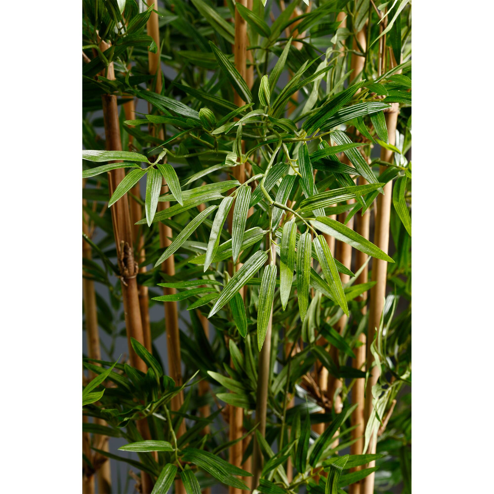 6 Ft. Japanese Bamboo Tree