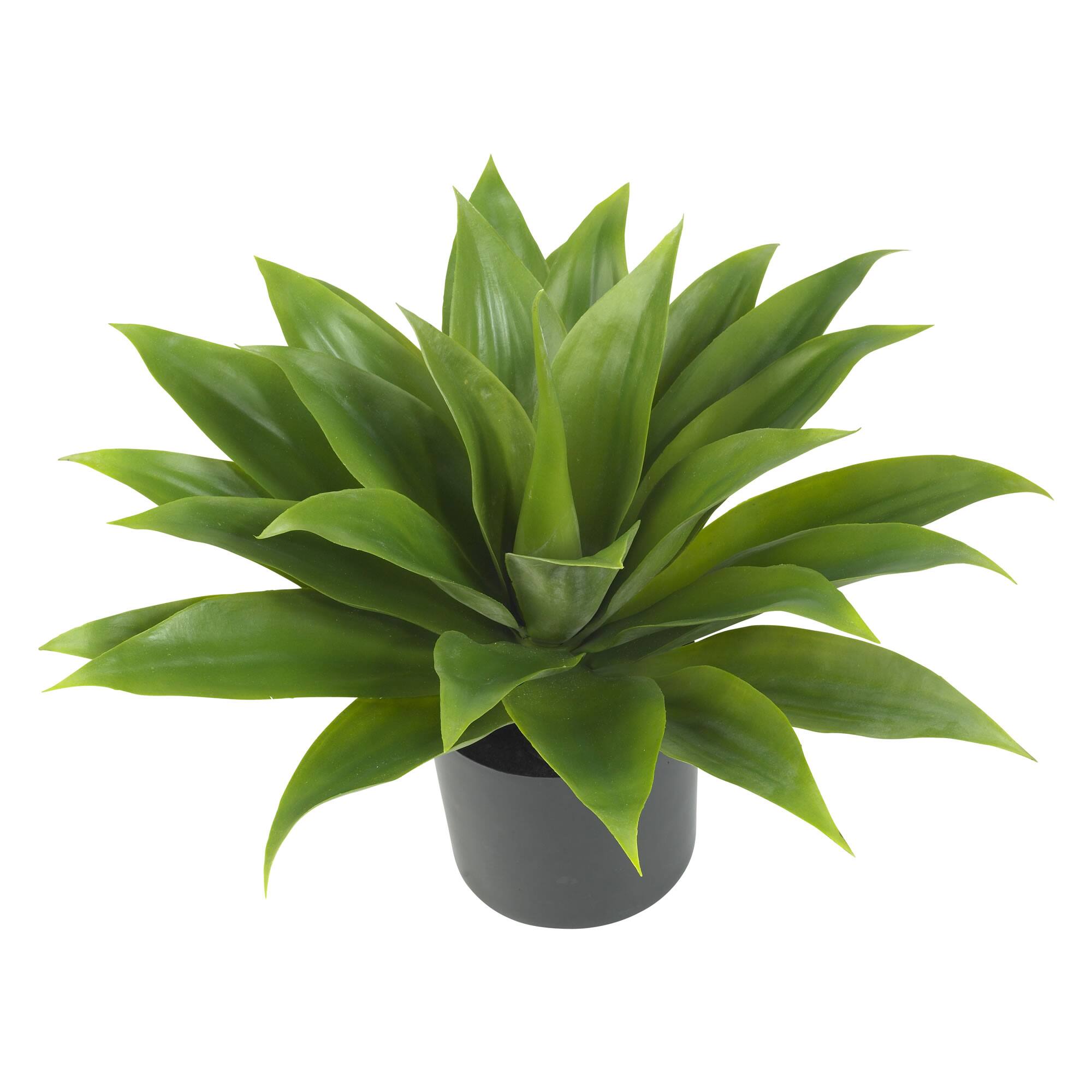2ft. Potted Agave Plant