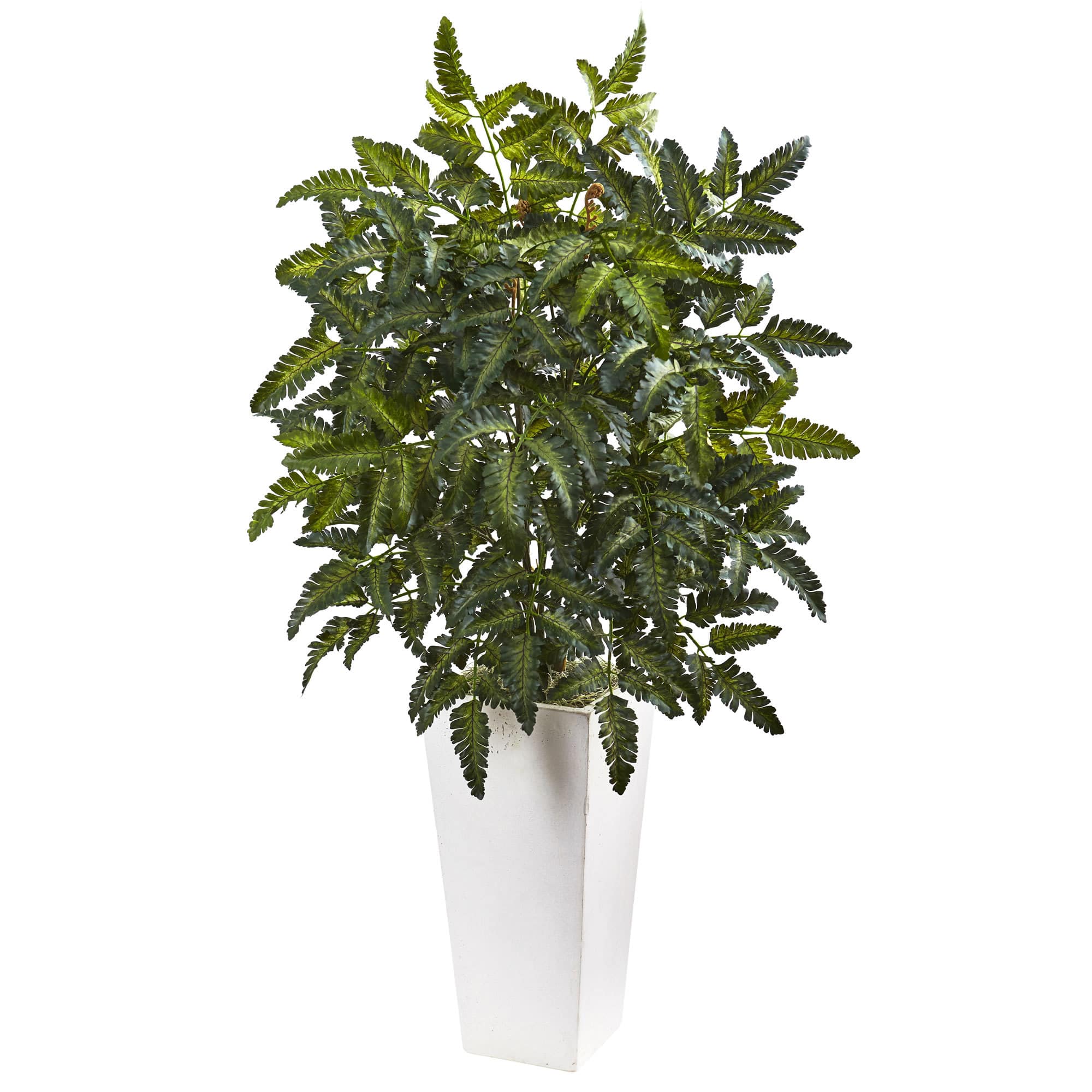 3.3ft. Bracken Fern in White Planter