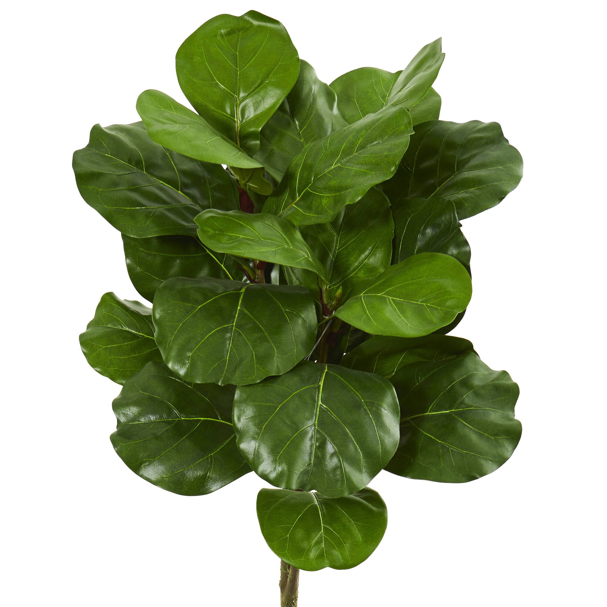 5ft. Fiddle Leaf Tree with White Planter