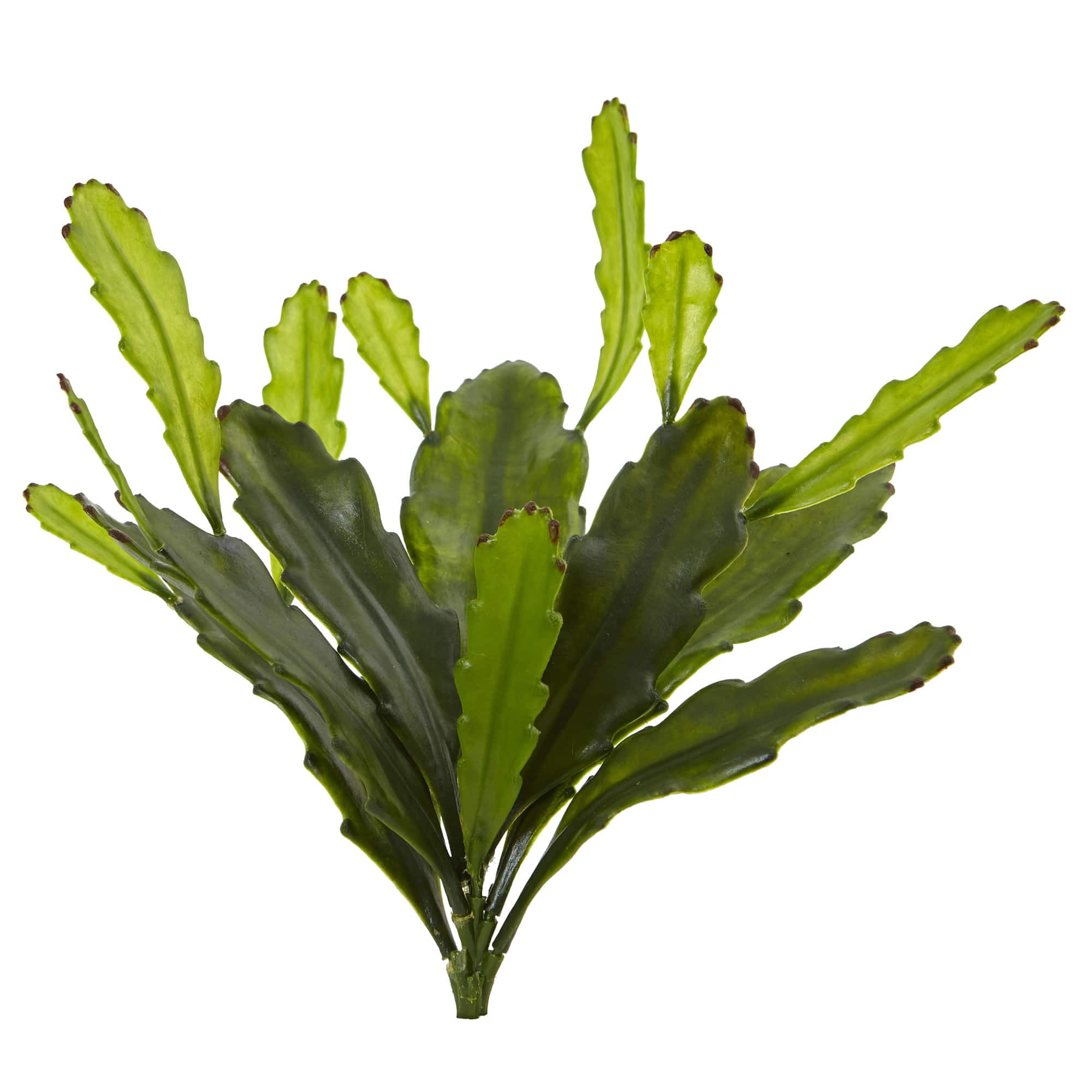 Green Epiphyllum Cactus Plant, 4ct.