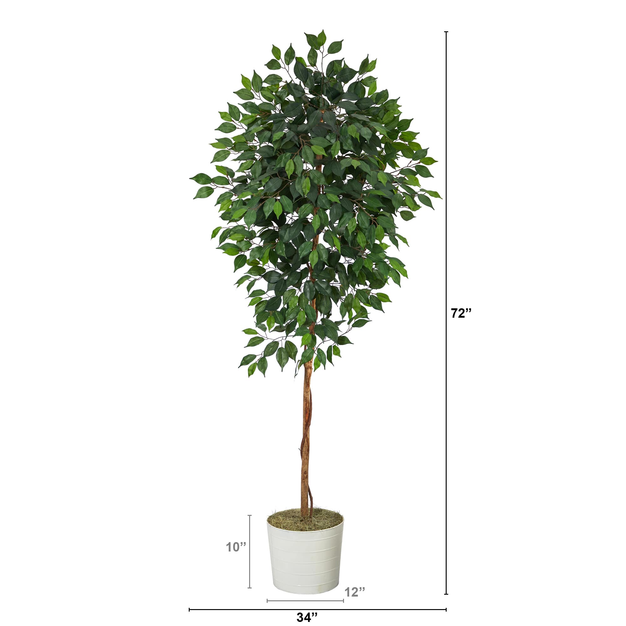 6ft. Ficus Tree in White Tin Planter