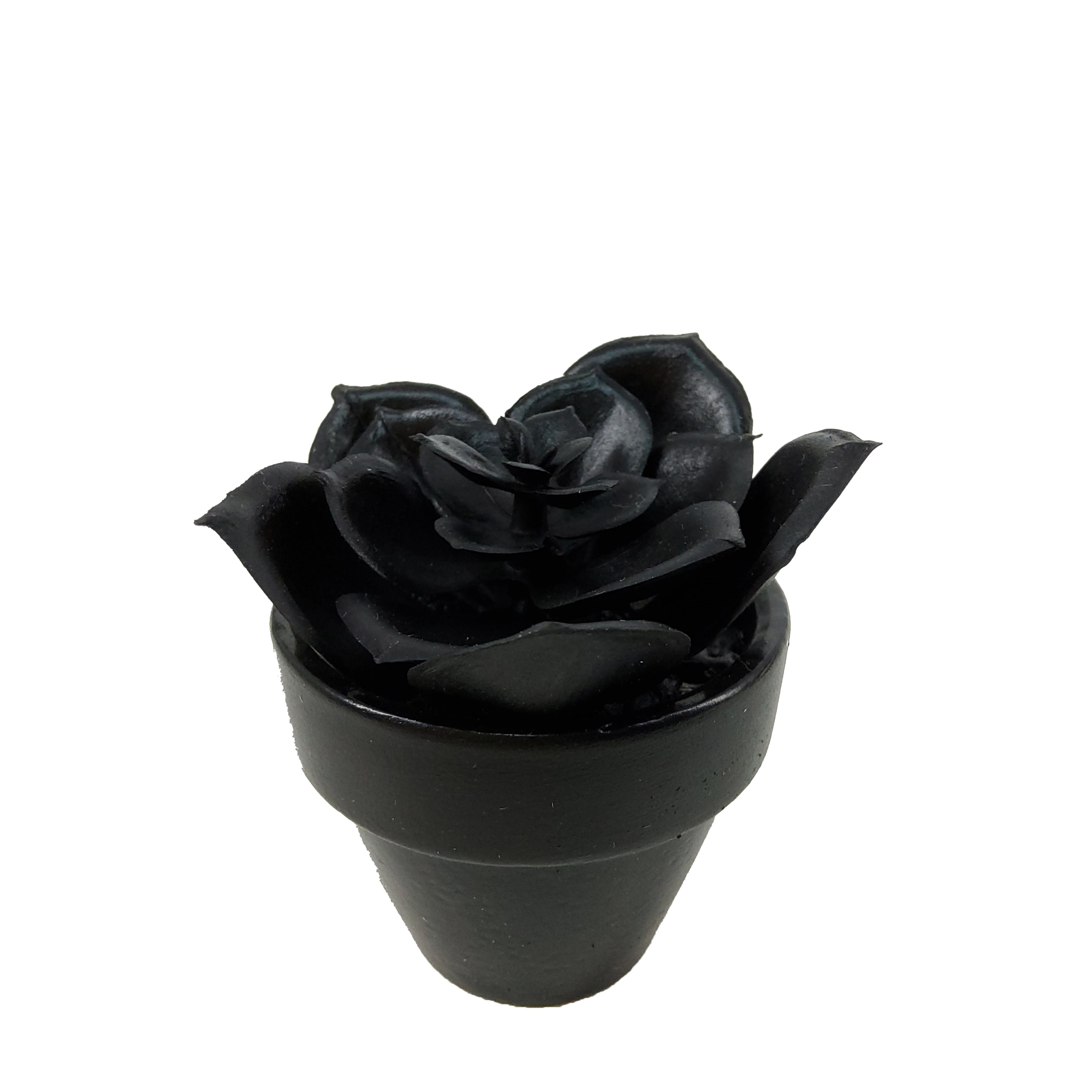 Assorted Mini Black Potted Succulent, 1pc. by Ashland®