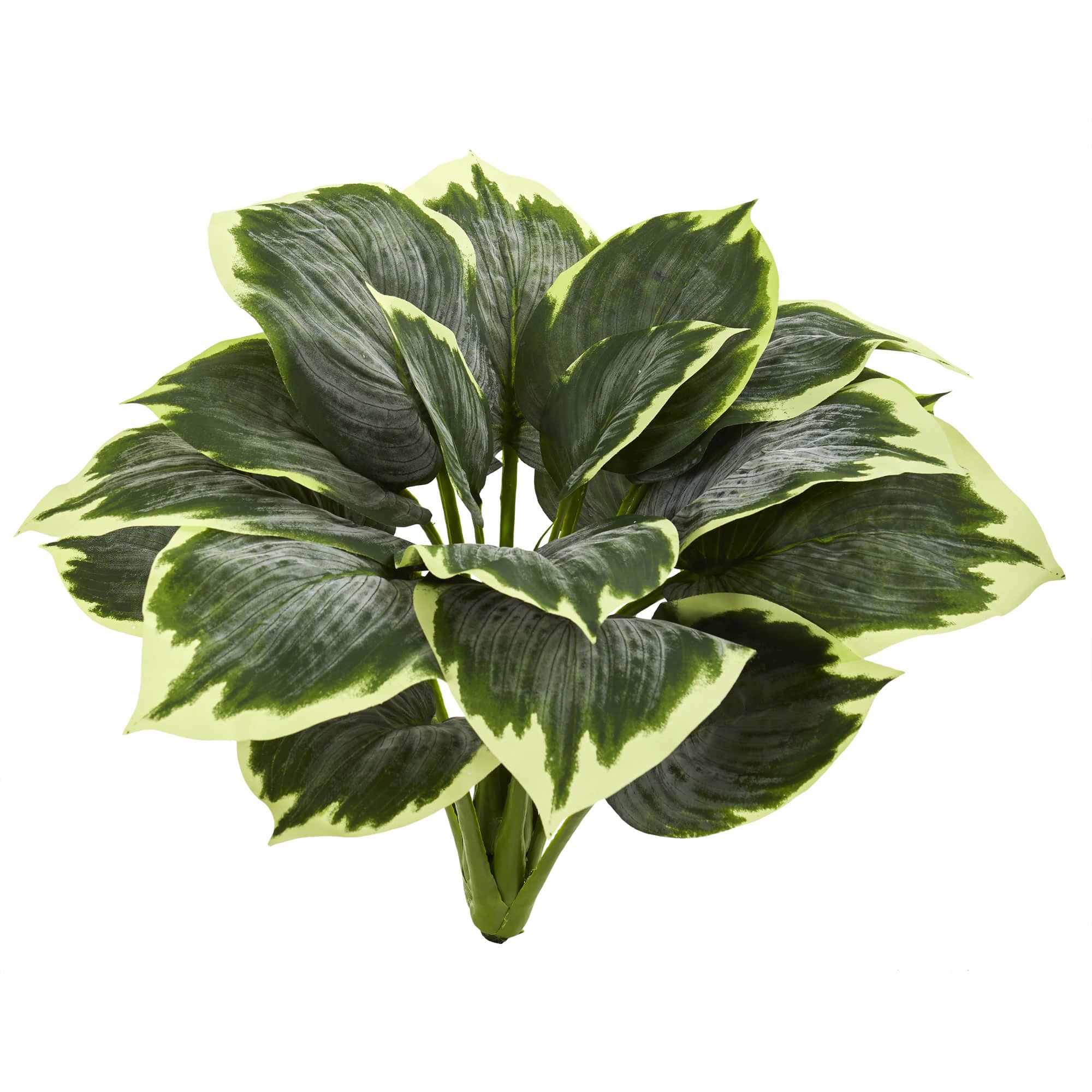 Variegated Hosta, 6ct.