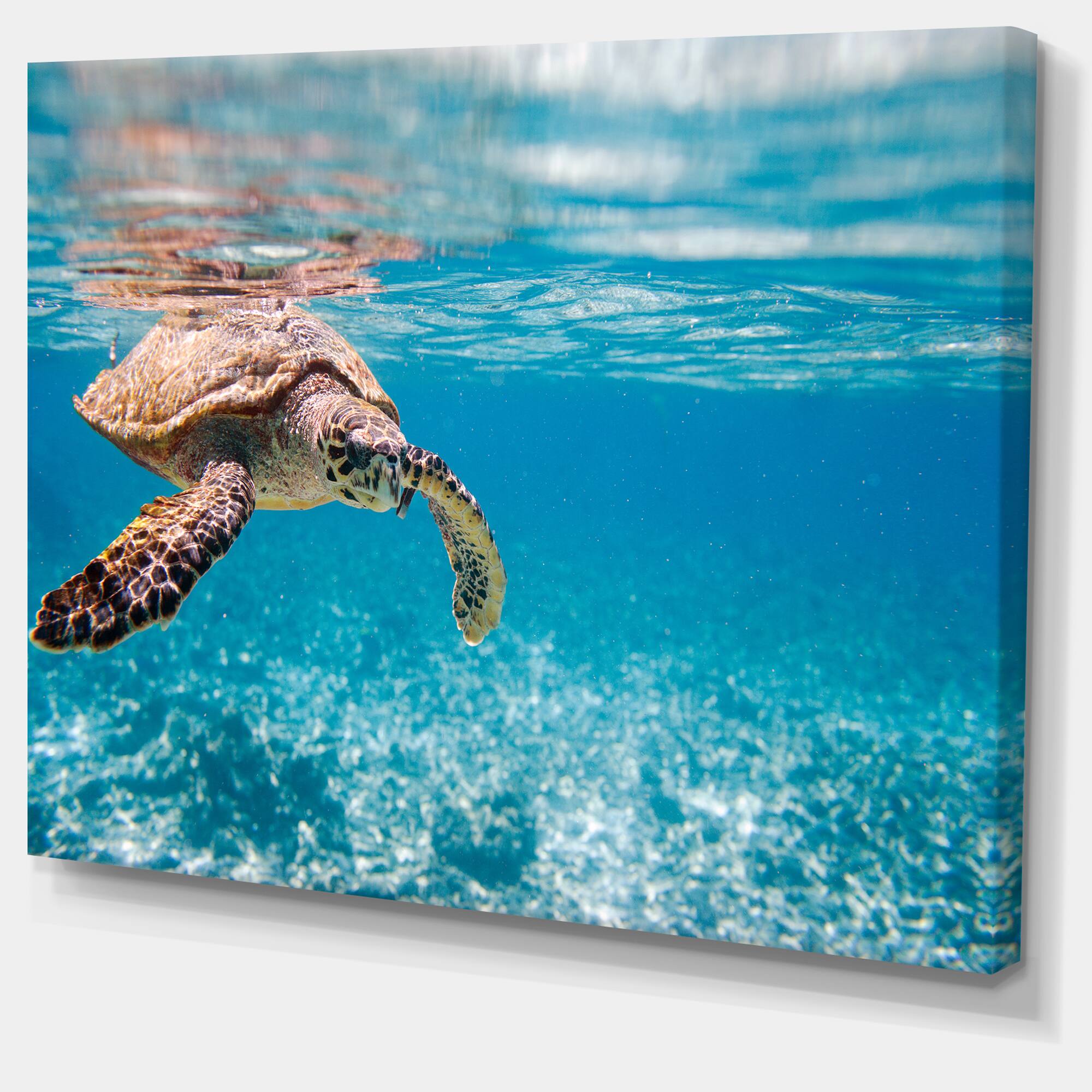 Designart - Large Hawksbill Sea Turtle