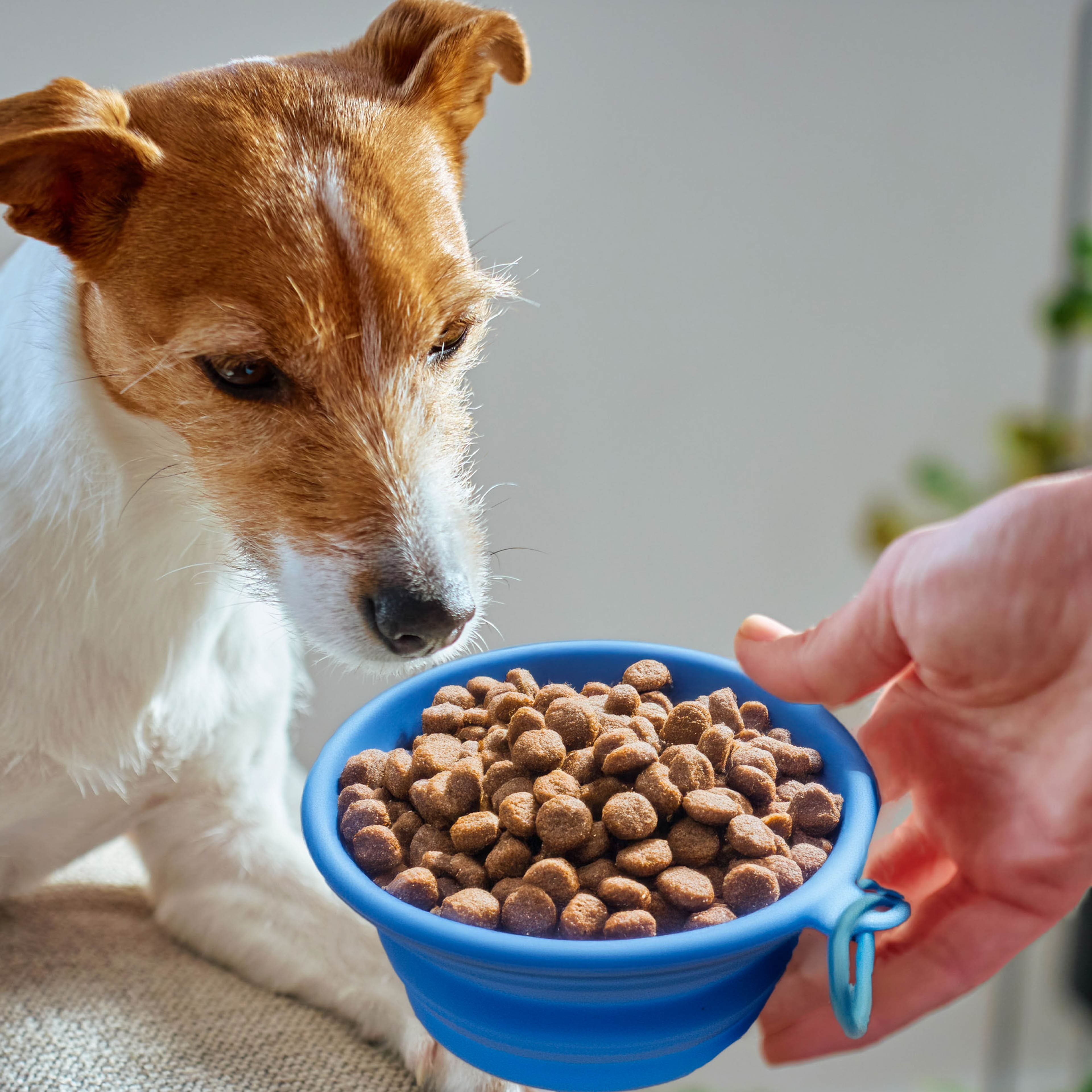5.5" Blue Portable Pet Food Bowl